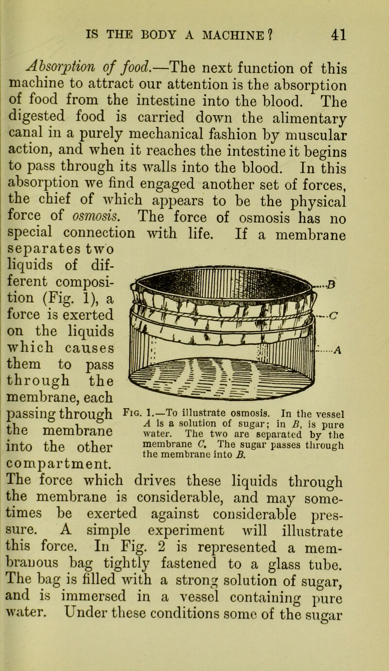 Absorption of food.—The next function of this machine to attract our attention is the absorption of food from the intestine into the blood. The digested food is carried down the alimentary canal in a purely mechanical fashion by muscular action, and when it reaches the intestine it begins to pass through its walls into the blood. In this absorption we find engaged another set of forces, the chief of which appears to be the physical force of osmosis. The force of osmosis has no special connection with life. If a membrane separates two liquids of dif- ferent composi- tion (Fig. 1), a force is exerted on the liquids which causes them to pass through the membrane, each passing through B—To illustrate osmosis. In the vessel ° A is a solution of sugar; in B, is pure one memorane water. The two are separated by the into the other membrane C. The sugar passes through the membrane into B. compartment. The force which drives these liquids through the membrane is considerable, and may some- times be exerted against considerable pres- sure. A simple experiment will illustrate this force. In Fig. 2 is represented a mem- branous bag tightly fastened to a glass tube. The bag is filled with a strong solution of sugar, and is immersed in a vessel containing pure water. Under these conditions some of the sugar