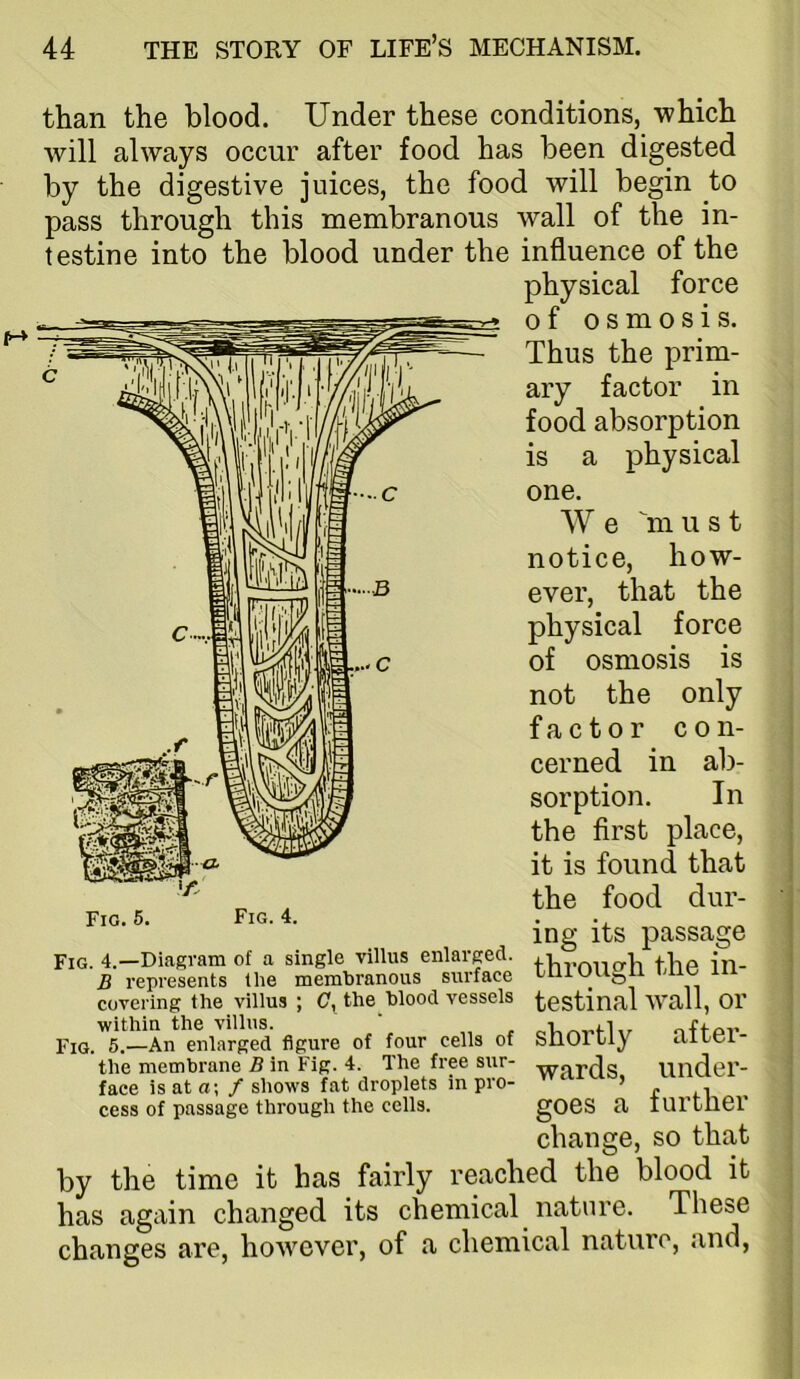 than the blood. Under these conditions, which will always occur after food has been digested by the digestive juices, the food will begin to pass through this membranous wall of the in- testine into the blood under the influence of the physical force of osmosis. Thus the prim- ary factor in food absorption is a physical one. W e m u s t notice, how- ever, that the physical force of osmosis is not the only factor con- cerned in ab- sorption. In the first place, it is found that the food dur- ing its passage through the in- testinal wall, or shortly after- wards, under- goes a further change, so that by the time it has fairly reached the blood it has again changed its chemical nature. These changes are, however, of a chemical nature, and, PiQ 4,—Diagram of a single villus enlarged. B represents the membranous surface covering the villus ; (7, the blood vessels within the villus. PiQ. 5,—An enlarged figure of four cells of the membrane B in Fig. 4. The free sur- face is at a; / shows fat droplets in pro- cess of passage through the cells.