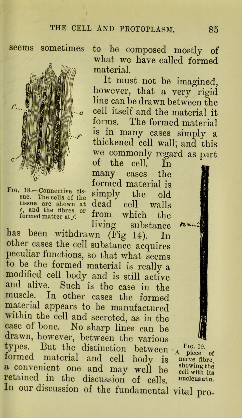 V-/' Fig. 18.—Connective tis- sue. The cells of the tissue are shown at seems sometimes to be composed mostly of what we have called formed material. It must not be imagined, however, that a very rigid line can be drawn between the cell itself and the material it forms. The formed material is in many cases simply a thickened cell wall; and this we commonly regard as part of the cell. In many cases the formed material is simply the old dead cell walls c, ana the fibres or i i formed matter at/. irom Whlch the living substance has been withdrawn (Fig 14). In other cases the cell substance acquires peculiar functions, so that what seems to be the formed material is really a modified cell body and is still active and alive. Such is the case in the muscle. In other cases the formed material appears to be manufactured within the cell and secreted, as in the case of bone. No sharp lines can be drawn, however, between the various types. But the distinction between formed material and cell body is a convenient one and may well be retained in the discussion of cells. — In our discussion of the fundamental vital pro- Fig. 19. A piece of nerve fibre, showing the cell with its nucleus atn.