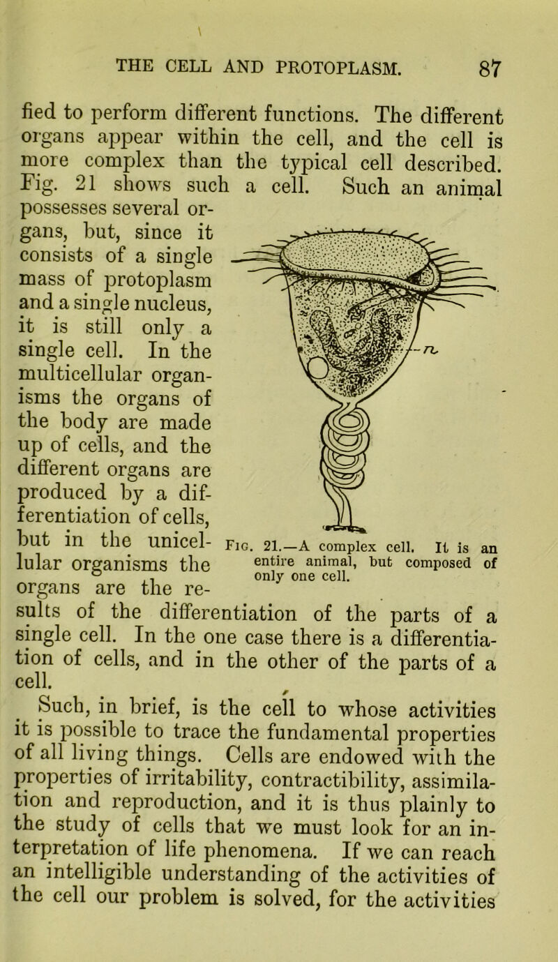 fied to perform different functions. The different organs appear within the cell, and the cell is more complex than the typical cell described. Fig. 21 shows such a cell. Such an animal possesses several or- gans, but, since it consists of a single mass of protoplasm and a single nucleus, it is still only a single cell. In the multicellular organ- isms the organs of the body are made up of cells, and the different organs are produced by a dif- ferentiation of cells, but in the unicel- Fig. 21.—a complex cell, it is an lular organisms the entire animal, but composed of ° , only one cell. organs are the re- sults of the differentiation of the parts of a single cell. In the one case there is a differentia- tion of cells, and in the other of the parts of a cell. Such, in brief, is the cell to whose activities it is possible to trace the fundamental properties of all living things. Cells are endowed with the properties of irritability, contractibility, assimila- tion and reproduction, and it is thus plainly to the study of cells that we must look for an in- terpretation of life phenomena. If we can reach an intelligible understanding of the activities of the cell our problem is solved, for the activities