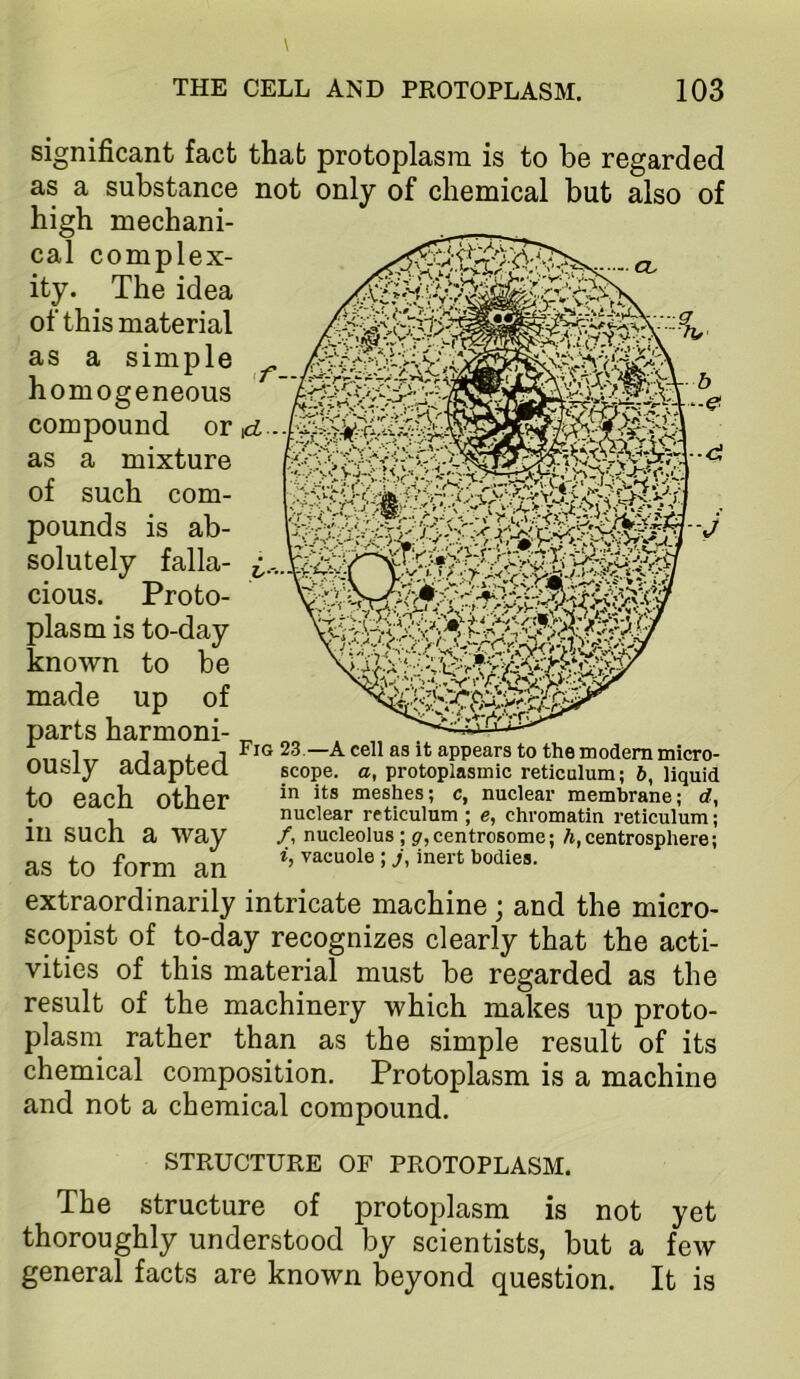 significant fact as a substance high mechani- cal complex- ity. The idea of this material as a simple homogeneous compound or as a mixture of such com- pounds is ab- solutely falla- cious. Proto- plasm is to-day known to be made up of parts harmoni- ously adapted to each other in such a way as to form an that protoplasm is to be regarded not only of chemical but also of Fig 23 —a cell as it appears to the modem micro- scope. a, protoplasmic reticulum; 6, liquid in its meshes; c, nuclear membrane; rf, nuclear reticulum ; e, chromatin reticulum; /, nucleolus ; pjcentrosomc; /i, centrosphere; vacuole ; j, inert bodies. extraordinarily intricate machine; and the micro- scopist of to-day recognizes clearly that the acti- vities of this material must be regarded as the result of the machinery which makes up proto- plasm rather than as the simple result of its chemical composition. Protoplasm is a machine and not a chemical compound. STRUCTURE OF PROTOPLASM. The structure of protoplasm is not yet thoroughly understood by scientists, but a few general facts are known beyond question. It is