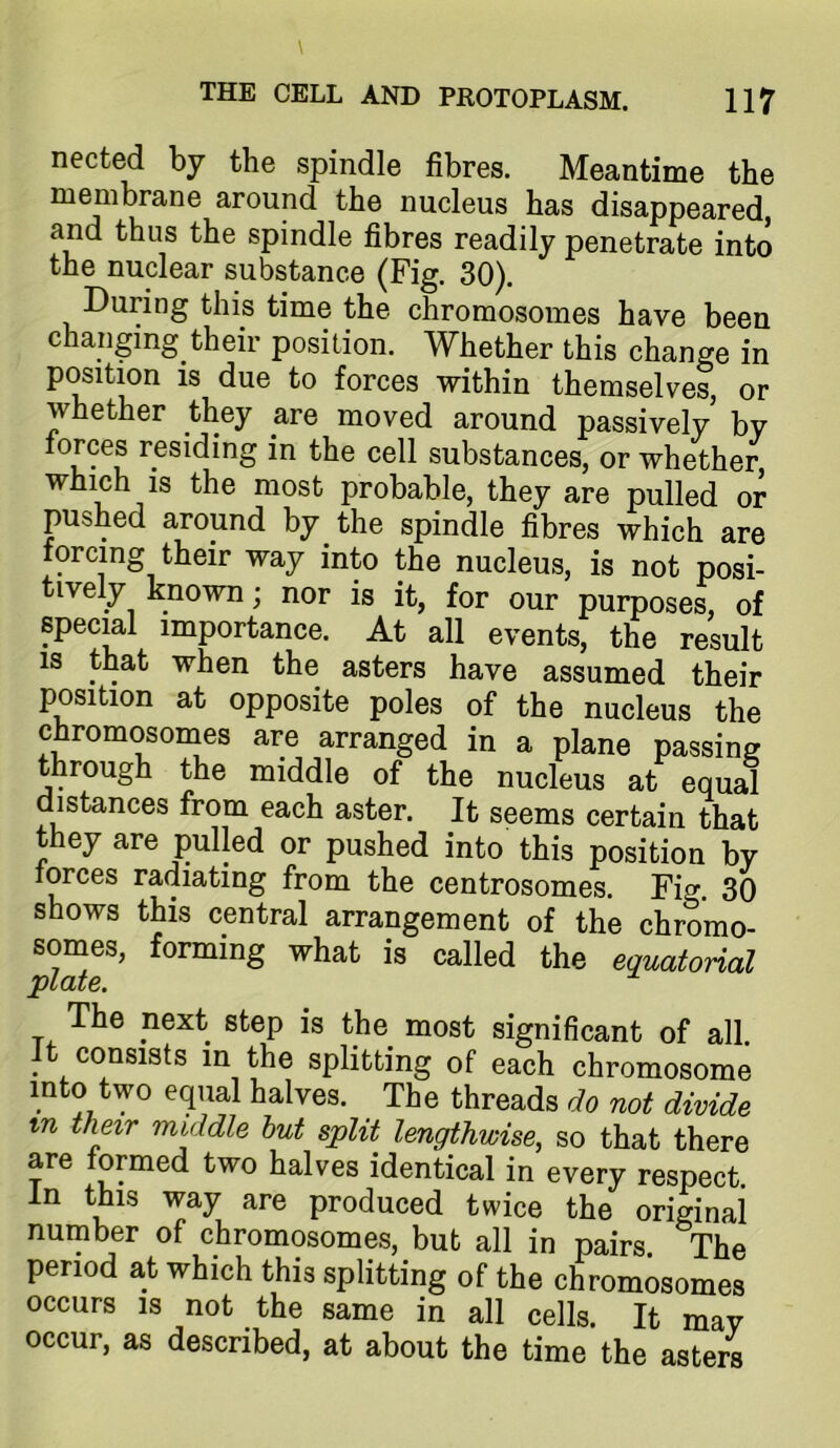 nected by the spindle fibres. Meantime the menibrane around the nucleus has disappeared, and thus the spindle fibres readily penetrate into the nuclear substance (Fig. 30). During this time the chromosomes have been changing their position. Whether this change in position is due to forces within themselves, or whether they are moved around passively by forces residing in the cell substances, or whether which IS the most probable, they are pulled or pushed around by the spindle fibres which are forcing their way into the nucleus, is not posi- tively known; nor is it, for our purposes, of special importance. At all events, the result IS that when the asters have assumed their position at opposite poles of the nucleus the chromosomes are arranged in a plane passing through the middle of the nucleus at equal distances from each aster. It seems certain that they are pulled or pushed into this position by forces radiating from the centrosomes. Fig. 30 shows this central arrangement of the chromo- somes, forming what is called the equcdorial plate. The next step is the most significant of all. ^ consists in the splitting of each chromosome into two equal halves. The threads do not divide in their middle hut split lengthwise, so that there are formed two halves identical in every respect. In this way are produced twice the original number of chromosomes, but all in pairs. The period at which this splitting of the chromosomes occurs IS not the same in all cells. It may occur, as described, at about the time the asters