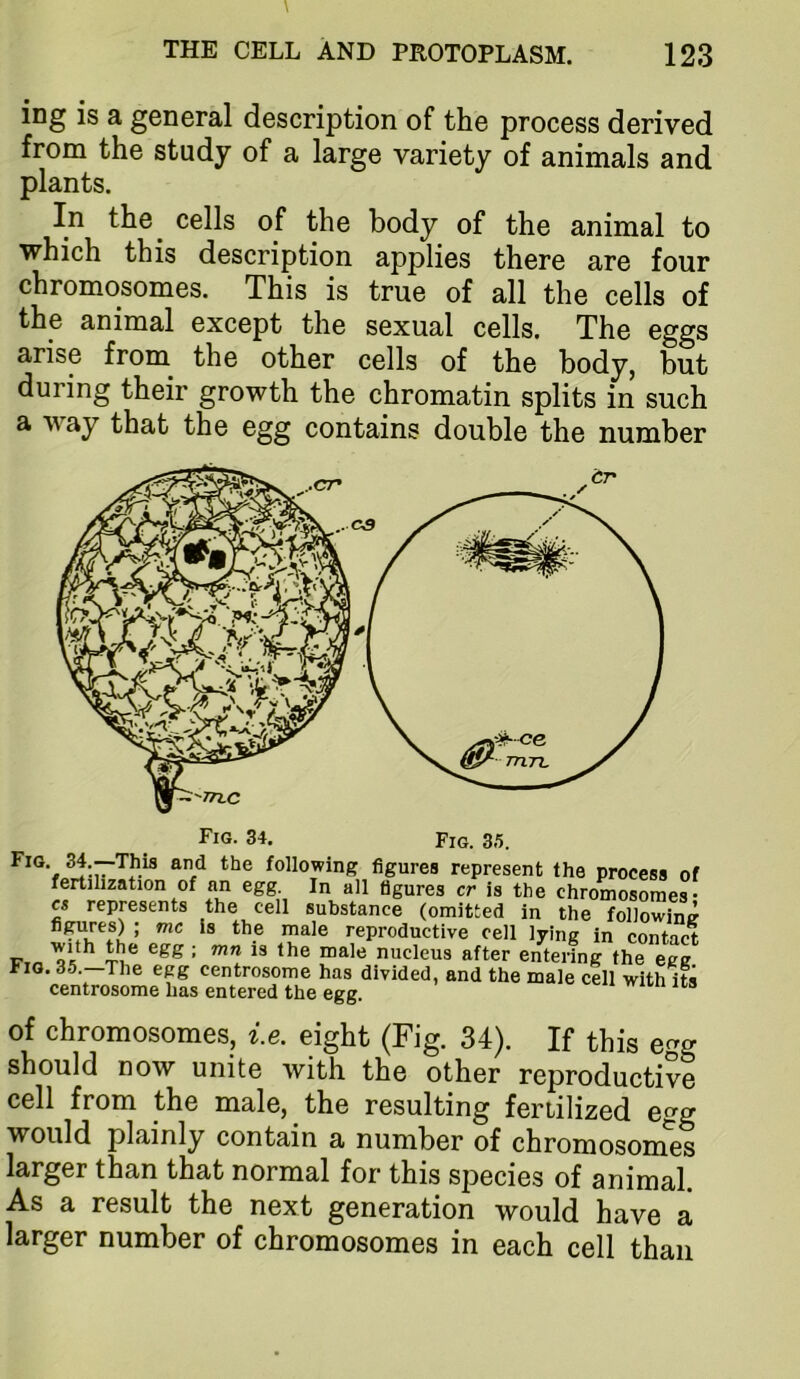 ing is a general description of the process derived from the study of a large variety of animals and plants. In the^ cells of the body of the animal to which this description applies there are four chromosomes. This is true of all the cells of the animal except the sexual cells. The eggs arise from_ the other cells of the body, but during their growth the chromatin splits in such a way that the egg contains double the number Fig. 34. Fig. 3.'5. following figures represent the process of fertilization of an egg. In all figures cr is the chromosomes* cs represents the cell substance (omitted in the following n^^es) ; me is the male reproductive cell lying in contact Fin nucleus after entering the egg Fig. 35.—The egg centrosome has divided, and the male cell with its centrosome has entered the egg of chromosomes, i.e. eight (Fig. 34). If this egg should now unite with the other reproductive cell from the male, the resulting fertilized egg would plainly contain a number of chromosomes larger than that normal for this species of animal. As a result the next generation would have a larger number of chromosomes in each cell than