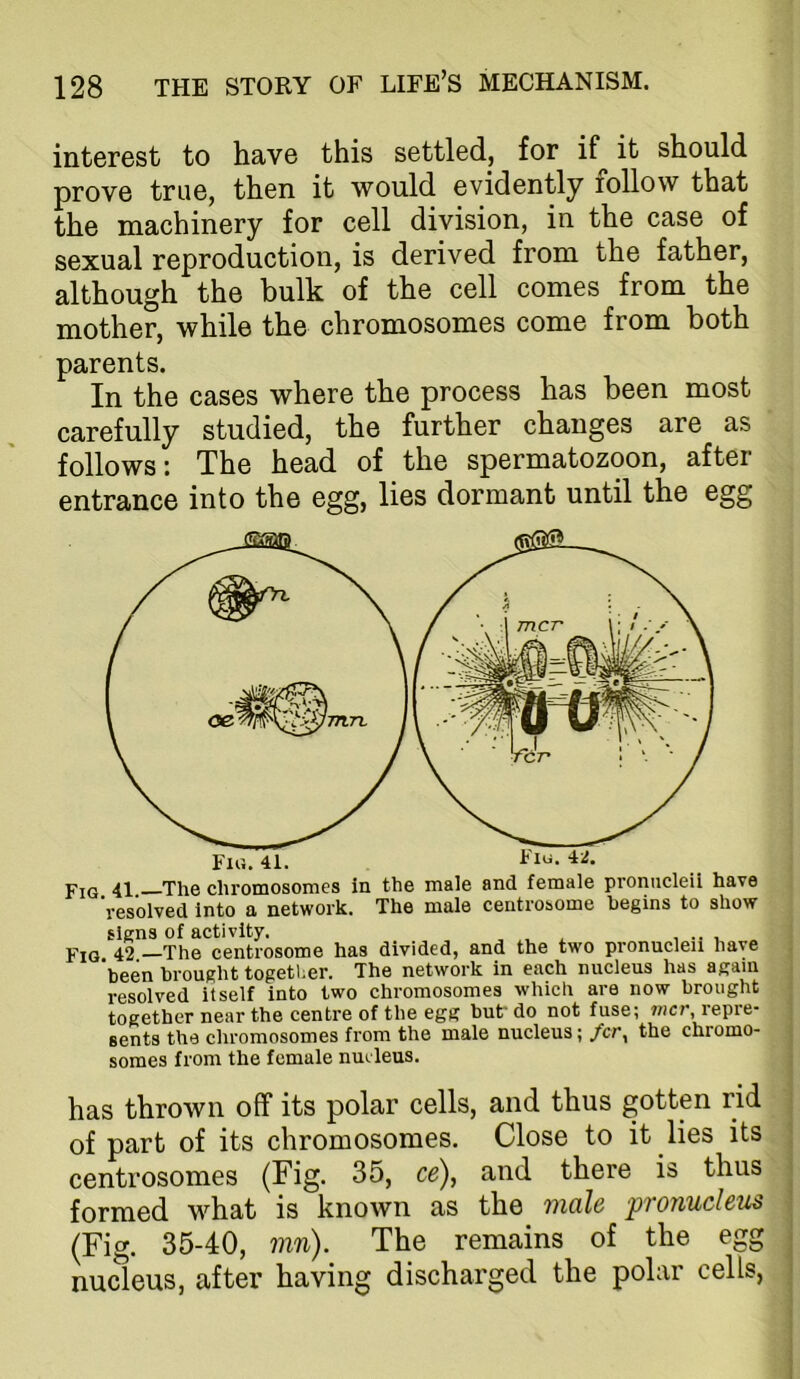 interest to have this settled, for if it should prove true, then it would evidently follow that the machinery for cell division, in the case of sexual reproduction, is derived from the father, although the bulk of the cell comes from the mother, while the chromosomes come from both parents. In the cases where the process has been most carefully studied, the further changes are as follows: The head of the spermatozoon, after entrance into the egg, lies dormant until the egg pjQ 42 The centrosome has divided, and the two pronucleii have *been brought together. The network in each nucleus has again resolved itself into two chromosomes which are now brought together near the centre of the egg but* do not fuse; 7«cr, repre- sents the chromosomes from the male nucleus; /cr, the chromo- somes from the female nucleus. has thrown off its polar cells, and thus gotten rid of part of its chromosomes. Close to it lies its centrosomes (Fig. 35, ce), and there is thus formed what is known as the male pronucleus (Fig. 35-40, mn). The remains of the egg nucleus, after having discharged the polar cells,