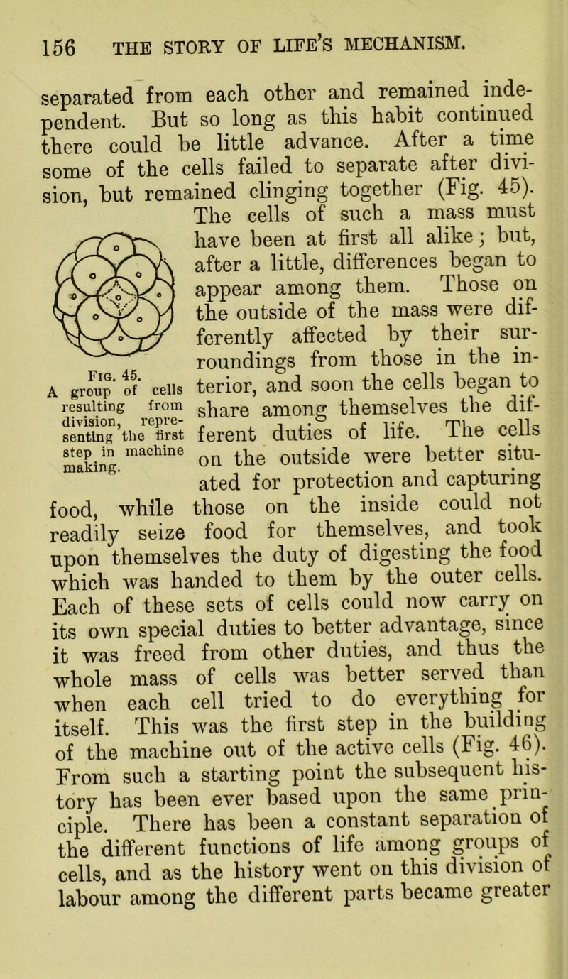 separated from each other and remained inde- pendent. But so long as this habit continued there could be little advance. After a time some of the cells failed to separate after divi- sion, but remained clinging together (Fig. 45). The cells of such a mass must have been at first all alike; but, after a little, differences began to appear among them. Those on the outside of the mass were dif- ferently affected by their sur- roundings from those in the in- terior, and soon the cells began to share among themselves the dif- ferent duties of life. The cells on the outside were better situ- ated for protection and capturing those on the inside could not food for themselves, and took upon themselves the duty of digesting the food which was handed to them by the outer cells. Each of these sets of cells could now carry on its own special duties to better advantage, since it was freed from other duties, and thus the whole mass of cells was better served than when each cell tried to do everything for itself. This was the first step in the building of the machine out of the active cells (Fig. 46). From such a starting point the subsequent his- tory has been ever based upon the same prin- ciple. There has been a constant separation of the different functions of life among groups of cells, and as the history went on this division of labour among the different parts became greater Fig. 45. A group of cells resulting from division, repre- senting the first step in machine making. food, while