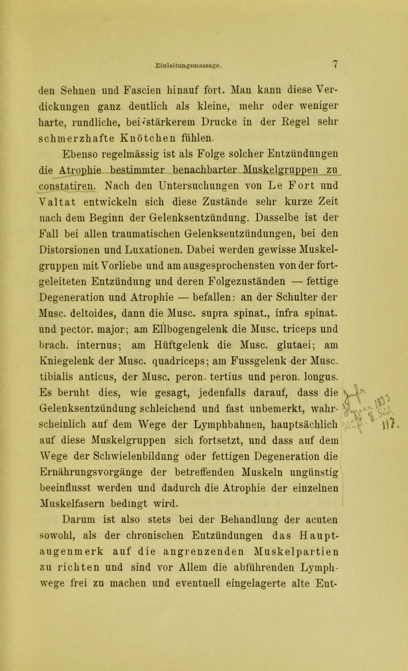 den Sehnen und Fascien hinauf fort. Man kann diese Ver- dickungen ganz deutlich als kleine, mehr oder weniger harte, rundliche, bei'stärkerem Drucke in der Regel sehr schmerzhafte Knötchen fühlen. Ebenso regelmässig ist als Folge solcher Entzündungen die Atrophie bestimmter benachbarter Muskelgruppen zu constatiren. Nach den Untersuchungen von Le Fort und Valtat entwickeln sich diese Zustände sehr kurze Zeit nach dem Beginn der Gelenksentzündung. Dasselbe ist der Fall bei allen traumatischen Gelenksentzündungen, bei den Distorsionen und Luxationen. Dabei werden gewisse Muskel- gruppen mit Vorliebe und am ausgesprochensten von der fort- geleiteten Entzündung und deren Folgezuständen — fettige Degeneration und Atrophie — befallen: an der Schulter der Muse, deltoides, dann die Muse, supra spinat., infra spinat. und pector. major; am Ellbogengelenk die Muse, triceps und brach, internus; am Hüftgelenk die Muse, glutaei; am Kniegelenk der Muse, quadriceps; am Fussgelenk der Muse, tibialis anticus, der Muse, peron. tertius und peron. longus. Es beruht dies, wie gesagt, jedenfalls darauf, dass die vy Gelenksentzündung schleichend und fast unbemerkt, wahr- V scheinlich auf dem Wege der Lymphbahnen, hauptsächlich auf diese Muskelgruppen sich fortsetzt, und dass auf dem Wege der Schwielenbildung oder fettigen Degeneration die Ernährungsvorgänge der betreffenden Muskeln ungünstig beeinflusst werden und dadurch die Atrophie der einzelnen Muskelfasern bedingt wird. Darum ist also stets bei der Behandlung der acuten sowohl, als der chronischen Entzündungen das Haupt- augenmerk auf die angrenzenden Muskelpartien zu richten und sind vor Allem die abführenden Ly mph- wege frei zu machen und eventuell eingelagerte alte Ent-