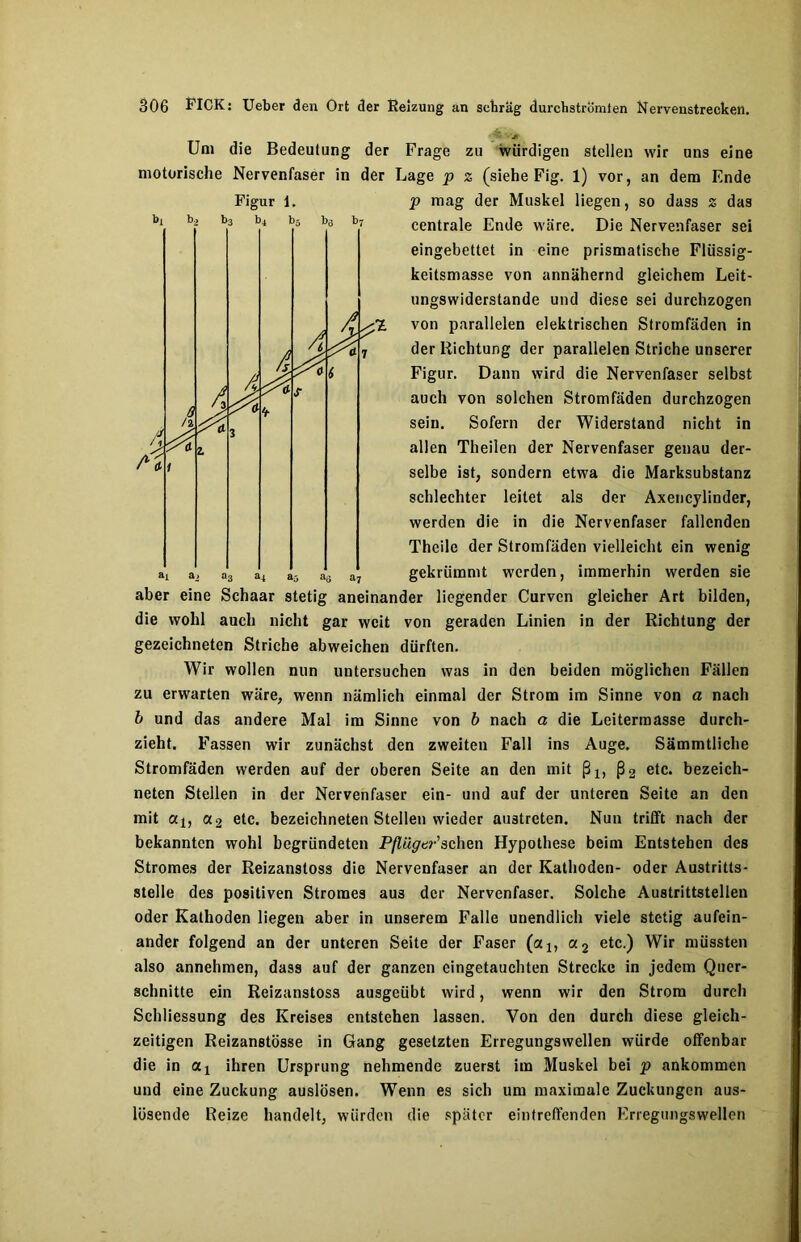 Uni die Bedeutung der Frage zu würdigen stellen wir uns eine motorische Nervenfaser in der Lage p z (siehe Fig. 1) vor, an dem Ende Figur 1. p mag der Muskel liegen, so dass z das centrale Ende wäre. Die Nervenfaser sei eingebettet in eine prismatische Flüssig- keitsmasse von annähernd gleichem Leit- ungswiderstande und diese sei durchzogen von parallelen elektrischen Stromfäden in der Richtung der parallelen Striche unserer Figur. Dann wird die Nervenfaser selbst auch von solchen Stromfäden durchzogen sein. Sofern der Widerstand nicht in allen Theilen der Nervenfaser genau der- selbe ist, sondern etwa die Marksubstanz schlechter leitet als der Axencylinder, werden die in die Nervenfaser fallenden Thcile der Stromfäden vielleicht ein wenig gekrümmt werden, immerhin werden sie aber eine Schaar stetig aneinander liegender Curvcn gleicher Art bilden, die wohl auch nicht gar weit von geraden Linien in der Richtung der gezeichneten Striche abweichen dürften. Wir wollen nun untersuchen was in den beiden möglichen Fällen zu erwarten wäre, wenn nämlich einmal der Strom im Sinne von a nach b und das andere Mal im Sinne von b nach a die Leitermasse durch- zieht. Fassen wir zunächst den zweiten Fall ins Auge. Sämmtliche Stromfäden werden auf der oberen Seite an den mit ßlf ß2 etc. bezeich- nten Stellen in der Nervenfaser ein- und auf der unteren Seite an den mit al, cn2 etc. bezeichnten Stellen wieder austrcten. Nun trifft nach der bekannten wohl begründeten Pflüger'sehen Hypothese beim Entstehen des Stromes der Reizanstoss die Nervenfaser an der Kathoden- oder Austritts- stelle des positiven Stromes aus der Nervenfaser. Solche Austrittstellen oder Kathoden liegen aber in unserem Falle unendlich viele stetig aufein- ander folgend an der unteren Seite der Faser (a:, a2 etc.) Wir müssten also annehmen, dass auf der ganzen eingetauchten Strecke in jedem Quer- schnitte ein Reizanstoss ausgeübt wird, wenn wir den Strom durch Schliessung des Kreises entstehen lassen. Von den durch diese gleich- zeitigen Reizanstösse in Gang gesetzten Erregungswellen würde offenbar die in aj ihren Ursprung nehmende zuerst im Muskel bei p ankommen und eine Zuckung auslösen. Wenn es sich um maximale Zuckungen aus- lösende Reize handelt, würden die später eintreffenden Erregungswellen