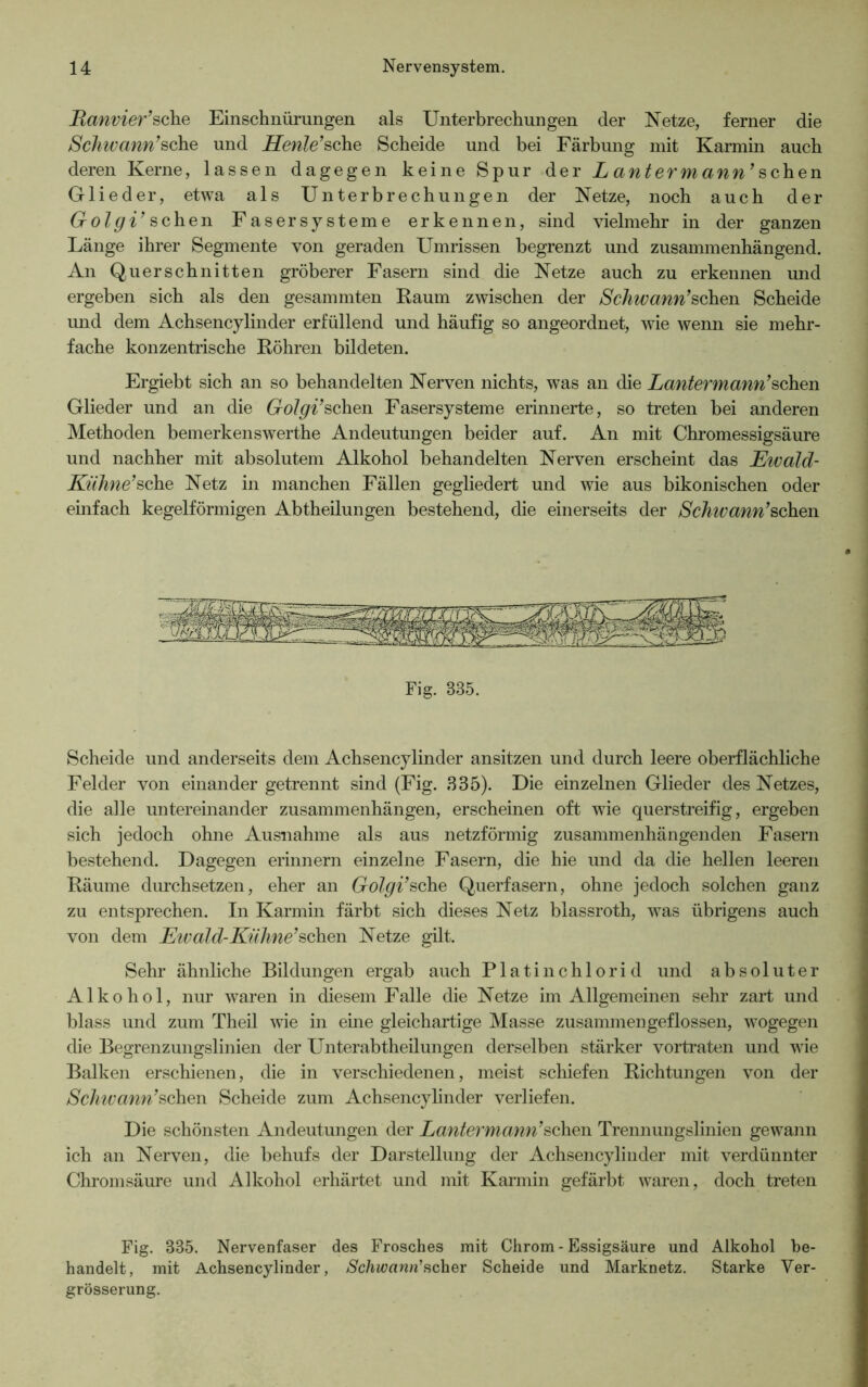 Ranvier’sehe Einschnürungen als Unterbrechungen der Netze, ferner die Schwann’sche und Henle’sehe Scheide und bei Färbung mit Karmin auch deren Kerne, lassen dagegen keine Spur der L antermann’sehen Glieder, etwa als Unterbrechungen der Netze, noch auch der Golgi’ sehen Faser Systeme erkennen, sind vielmehr in der ganzen Länge ihrer Segmente von geraden Umrissen begrenzt und zusammenhängend. An Querschnitten gröberer Fasern sind die Netze auch zu erkennen und ergeben sich als den gesammten Raum zwischen der Schwann’sehen Scheide und dem Achsencylinder erfüllend und häufig so angeordnet, wie wenn sie mehr- fache konzentrische Röhren bildeten. Ergiebt sich an so behandelten Nerven nichts, was an die Lantermann’sehen Glieder und an die Golgi’sehen Fasersysteme erinnerte, so treten bei anderen Methoden bemerkenswerthe Andeutungen beider auf. An mit Chromessigsäure und nachher mit absolutem Alkohol behandelten Nerven erscheint das Ewald- Kühne’sehe Netz in manchen Fällen gegliedert und wie aus bikonischen oder einfach kegelförmigen Abtheilungen bestehend, die einerseits der Schwann’sehen Fig. 835. Scheide und anderseits dem Achsencylinder ansitzen und durch leere oberflächliche Felder von einander getrennt sind (Fig. 335). Die einzelnen Glieder des Netzes, die alle untereinander Zusammenhängen, erscheinen oft wie querstreifig, ergeben sich jedoch ohne Ausnahme als aus netzförmig zusammenhängenden Fasern bestehend. Dagegen erinnern einzelne Fasern, die hie und da die hellen leeren Räume durchsetzen, eher an Golgi’sehe Querfasern, ohne jedoch solchen ganz zu entsprechen. In Karmin färbt sich dieses Netz blassroth, was übrigens auch von dem Ewald-Kühne’sehen Netze gilt. Sehr ähnliche Bildungen ergab auch Platinchlorid und absoluter Alkohol, nur waren in diesem Falle die Netze im Allgemeinen sehr zart und blass und zum Theil wie in eine gleichartige Masse zusammengeflossen, wogegen die Begrenzungslinien der Unterabtheilungen derselben stärker vortraten und wie Balken erschienen, die in verschiedenen, meist schiefen Richtungen von der Schwann’sehen Scheide zum Achsencylinder verliefen. Die schönsten Andeutungen der Lantermann’sehen Trennungslinien gewann ich an Nerven, die behufs der Darstellung der Achsencylinder mit verdünnter Chromsäure und Alkohol erhärtet und mit Karmin gefärbt waren, doch treten Fig. 335. Nervenfaser des Frosches mit Chrom - Essigsäure und Alkohol be- handelt, mit Achsencylinder, Schwann’schev Scheide und Marknetz. Starke Yer- grösserung.