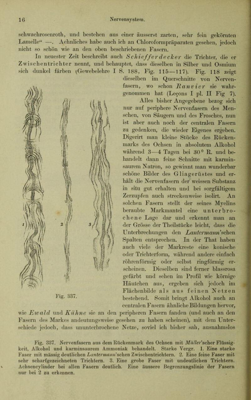 schwachrosenroth, und bestehen aus einer äusserst zarten, sehr fein gekörnten Lamelle“ —. Aehnliches habe auch ich an Chloroformpräparaten gesehen, jedoch nicht so schön wie an den oben beschriebenen Fasern. In neuester Zeit beschreibt auch Schieff er de eher die Trichter, die er Zwischentrichter nennt, und behauptet, dass dieselben in Silber und Osmium sich dunkel färben (Gewebelehre I S. 188, Fig. 115—117). Fig. 118 zeigt dieselben im Querschnitte von Nerven- fasern, wo schon JRanvier sie wahr- genommen hat (Leyons I pl. II Fig 7). Alles bisher Angegebene bezog sich / W \p% % nur auf periphere Nervenfasern des Men- schen, von Säugern und des Frosches, nun ist aber auch noch der centralen Fasern zu gedenken, die wieder Eigenes ergeben. Digerirt man kleine Stücke des Rücken- marks des Ochsen in absolutem Alkohol während 3—4 Tagen bei 30° R. und be- handelt dann feine Schnitte mit karmin- saurem Natron, so gewinnt man wunderbar schöne Bilder des Gliagerüstes und er- hält die Nervenfasern der weissen Substanz in situ gut erhalten und bei sorgfältigem Zerzupfen auch streckenweise isolirt. An solchen Fasern stellt der seines Myelins beraubte Markmantel eine unterbro- chene Lage dar und erkennt man an der Grösse der Theilstücke leicht, dass die Unterbrechungen den Lantermann’sehen Spalten entsprechen. In der That haben auch viele der Markreste eine konische oder Trichterform, während andere einfach röhrenförmig oder selbst ringförmig er- scheinen. Dieselben sind ferner blassrosa gefärbt und sehen im Profil wie körnige Häutchen aus, ergeben sich jedoch im Flächenbilde als aus feinen Netzen Fig. 337. bestehend. Somit bringt Alkohol auch an centralen Fasern ähnliche Bildungen hervor, wie JEivald und Kühne sie an den peripheren Fasern fanden (und auch an den Fasern des Markes andeutungsweise gesehen zu haben scheinen), mit dem Unter- schiede jedoch, dass ununterbrochene Netze, soviel ich bisher sah, ausnahmslos u n ili 2'fj I I Fig. 337. Nervenfasern aus dem Rückenmark des Ochsen mit Miiller'scher Flüssig- keit, Alkohol und karminsaurem Ammoniak behandelt. Starke Vergr. 1. Eine starke Faser mit mässig deutlichen Lantermann'sehen Zwischentrichtern. 2. Eine feine Faser mit sehr scharfgezeichneten Trichtern. 3. Eine grobe Faser mit undeutlichen Trichtern. Achsencylinder bei allen Fasern deutlich. Eine äussere .Begrenzungslinie der Fasern nur bei 2 zu erkennen.