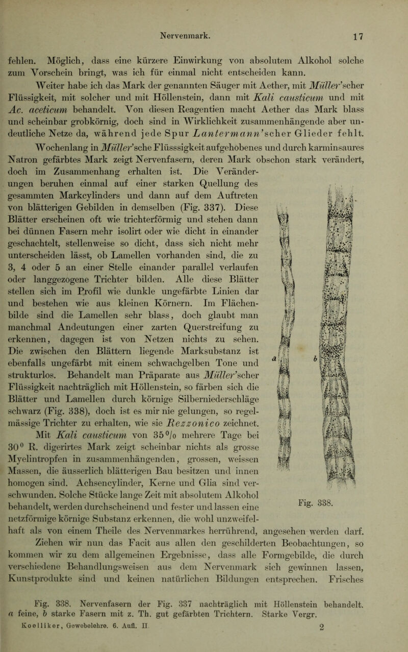 fehlen. Möglich, dass eine kürzere Einwirkung von absolutem Alkohol solche zum Vorschein bringt, was ich für einmal nicht entscheiden kann. Weiter habe ich das Mark der genannten Säuger mit Aether, mit Müller’scher Flüssigkeit, mit solcher und mit Höllenstein, dann mit Kali causticum und mit Ac. aceticum behandelt. Von diesen Reagentien macht Aether das Mark blass und scheinbar grobkörnig, doch sind in Wirklichkeit zusammenhängende aber un- deutliche Netze da, während jede Spur Lantermann’scher Glieder fehlt. Wochenlang in Müller’sehe Flüsssigkeit aufgehobenes und durch karminsaures Natron gefärbtes Mark zeigt Nervenfasern, deren Mark obschon stark verändert, doch im Zusammenhang erhalten ist. Die Veränder- ungen beruhen einmal auf einer starken Quellung des gesammten Markcylinders und dann auf dem Auftreten von blätterigen Gebilden in demselben (Fig. 337). Diese Blätter erscheinen oft wie trichterförmig und stehen dann bei dünnen Fasern mehr isolirt oder wie dicht in einander geschachtelt, stellenweise so dicht, dass sich nicht mehr unterscheiden lässt, ob Lamellen vorhanden sind, die zu 3, 4 oder 5 an einer Stelle einander parallel verlaufen oder langgezogene Trichter bilden. Alle diese Blätter stellen sich im Profil wie dunkle ungefärbte Linien dar und bestehen wie aus kleinen Körnern. Im Flächen- bilde sind die Lamellen sehr blass, doch glaubt man manchmal Andeutungen einer zarten Querstreifung zu erkennen, dagegen ist von Netzen nichts zu sehen. Die zwischen den Blättern liegende Marksubstanz ist ebenfalls ungefärbt mit einem schwachgelben Tone und strukturlos. Behandelt man Präparate aus Müller’schvr Flüssigkeit nachträglich mit Höllenstein, so färben sich die Blätter und Lamellen durch körnige Silberniederschläge schwarz (Fig. 338), doch ist es mir nie gelungen, so regel- mässige Trichter zu erhalten, wie sie Uezzonico zeichnet. Mit Kali causticum von 35°/o mehrere Tage bei 30° R. digerirtes Mark zeigt scheinbar nichts als grosse Myelintropfen in zusammenhängenden, grossen, weissen Massen, die äusserlich blätterigen Bau besitzen und innen homogen sind. Achsencylinder, Kerne und Glia sind ver- schwunden. Solche Stücke lange Zeit mit absolutem Alkohol behandelt, werden durchscheinend und fester und lassen eine netzförmige körnige Substanz erkennen, die wohl unzweifel- haft als von einem Theile des Nervenmarkes herrührend, angesehen werden darf. Ziehen wir nun das Facit aus allen den geschilderten Beobachtungen, so kommen wir zu dem allgemeinen Ergebnisse, dass alle Formgebilde, die durch verschiedene Behandlungsweisen aus dem Nervenmark sich gewinnen lassen, Kunstprodukte sind und keinen natürlichen Bildungen entsprechen. Frisches Fig. 838. Fig. 338. Nervenfasern der Fig. 337 nachträglich mit Höllenstein behandelt. a feine, b starke Fasern mit z. Th. gut gefärbten Trichtern. Starke Yergr. Koelliker, Gewebelehre. 6. Aufl. II. 2
