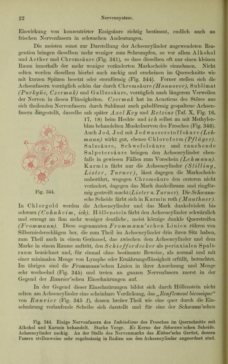 Einwirkung von konzentrirter Essigsäure richtig bestimmt, endlich auch an frischen Nervenfasern in schwachen Andeutungen. Die meisten sonst zur Darstellung der Achsencylinder angewendeten Rea- gentien bringen dieselben mehr weniger zum Schrumpfen, so vor allem Alkohol und Aether und Chromsäure (Fig. 341), so dass dieselben oft nur einen kleinen Raum innerhalb der mehr weniger veränderten Markscheide einnehmen. Nicht selten werden dieselben hierbei auch zackig und erscheinen im Querschnitte wie mit kurzen Spitzen besetzt oder sternförmig (Fig. 344). Ferner stellen sich die Achsenfasern vorzüglich schön dar durch Chromsäure (Hannover), Sublimat (Purhyne, C zermah) und Gallussäure, vorzüglich nach längerem Verweilen der Nerven in diesen Flüssigkeiten. Cz er male hat im Acusticus des Störes aus sich theilenden Nervenfasern durch Sublimat auch gabelförmig gespaltene Achsen- fasern dargestellt, dasselbe sah später Axel Key und Fetzius (Taf. X, Fig. 16, 17, 18) beim Hechte und ich selbst an mit Methylen- blau behandelten Muskelnerven des Frosches (Fig. 346). Auch Jod, Jod mit Jodwasserstoffsäure (Leh- mann) wirkt gut, ebenso Chloroform (Pflüger). Salzsäure, Schwefelsäure und rauchende Salpetersäure bringen den Achsencylinder eben- falls in gewissen Fällen zum Vorschein (Lehmann). Karmin färbt nur die Achsencylinder (Siilling, Li st er, Turner), lässt dagegen die Markscheide unberührt, wogegen Chromsäure den ersteren nicht verändert, dagegen das Mark dunkelbraun und ringför- mig gestreift macht (.Lister u. Turner). Die Schwann- sche Scheide färbt sich in Karmin roth (Mautliner). In Chlorgold werden die Achsencylinder und das Mark dunkelviolett bis schwarz (Cohnheim, ich). Höllenstein färbt den Achsencylinder schwärzlich und erzeugt an ihm mehr weniger deutliche, meist körnige dunkle Querstreifen (Frommann). Diese sogenannten Frommann’sehen Linien rühren von Silberniederschlägen her, die zum Theil im Achsencylinder drin ihren Sitz haben, zum Theil auch in einem Gerinnsel, das zwischen dem Achsencylinder und dem Marke in einem Raume auftritt, den S chieff er decleer als periaxialen Spalt- raum bezeichnet und, für einmal ohne bestimmte Beweise, als normal und mit einer minimalen Menge von Lymphe oder Ernährungsflüssigkeit erfüllt, betrachtet. Im übrigen sind die Frommann’sehen Linien in ihrer Anordnung und Menge sehr wechselnd (Fig. 345) und treten an ganzen Nervenfasern zuerst in der Gegend der Fanvier’sehen Einschnürungen auf. In der Gegend dieser Einschnürungen bildet sich durch Höllenstein nicht selten am Achsencylinder eine scheinbare Verdickung, das „Fenflement biconiqueu von Ranvier (Fig. 345 1), dessen breiter Theil wie eine quer durch die Ein- schnürung verlaufende Scheibe sich darstellt und für eine der Schwann’sehen Fig. 344. Einige Nervenfasern des Ischiadicus des Frosches im Querschnitte mit Alkohol und Karmin behandelt. Starke Yergr. Ks Kerne der Schwann sehen Scheide. Achsencylinder zackig. An der Stelle des Nervenmarks das Kühne’sche Gerüst, dessen Fasern stellenweise sehr regelmässig in Radien um den Achsencylinder angeordnet sind.