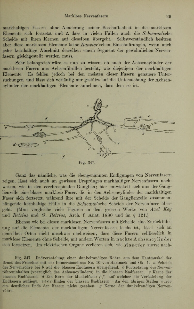 markhaltigen Fasern ohne Aenderung seiner Beschaffenheit in die marklosen Elemente sich fortsetzt und 2. dass in vielen Fällen auch die Schwann’sehe Scheide mit ihren Kernen auf dieselben übergeht. Selbstverständlich besitzen aber diese marklosen Elemente keine Banvier’sehen Einschnürungen, wenn auch jeder kernhaltige Abschnitt derselben einem Segment der gewöhnlichen Nerven- fasern gleichgestellt werden muss. Sehr belangreich wäre es nun zu wissen, ob auch der Achsencylinder der marklosen Fasern aus Achsenfibrillen besteht, wie diejenigen der markhaltigen Elemente. Es fehlen jedoch bei den meisten dieser Fasern genauere Unter- suchungen und lässt sich vorläufig nur gestützt auf die Untersuchung der Achsen- cylinder der markhaltigen Elemente annehmen, dass dem so ist. Ganz das nämliche, was die ebengenannten Endigungen von Nervenfasern zeigen, lässt sich auch an gewissen Ursprüngen markhaltiger Nervenfasern nach- weisen, wie in den cerebrospinalen Ganglien; hier entwickelt sich aus der Gang- lienzelle eine blasse marklose Faser, die in den Achsencylinder der markhaltigen Faser sich fortsetzt, während ihre mit der Scheide der Ganglienzelle zusammen- hängende kernhaltige Hülle in die Schwann’sehe Scheide der Nervenfaser über- geht. (Man vergleiche viele Figuren in dem grossen Werke von Axel Key und Betzius und 6r. Betzins, Arch. f. Anat. 1880 und im § 121.) Ebenso wie bei diesen marklosen Nervenfasern mit Scheide eine Zurückführ- ung auf die Elemente der markhaltigen Nervenfasern leicht ist, lässt sich an denselben Orten nicht unschwer nach weisen, dass diese Fasern schliesslich in marklose Elemente ohne Scheide, mit andern Worten in nackte Achsencylinder sich fortsetzen. Im elektrischen Organe verlieren sich, wie Ban vier zuerst nach- Fig. S47. Endverästelung einer dunkelrandigen Röhre aus dem Hautmuskel der Brust des Frosches mit der Immersionslinse No. 10 von Hartnack und Ok. 1. a Scheide der Nervenröhre bei b auf die blassen Endfasern übergehend, b Fortsetzung desNerven- röhreninhaltes (vorzüglich des Achsencylinders) in die blassen Endfasern, c Kerne der blassen Endfasern, d Ein Kern der Muskelfaser f f, auf welcher die Verästelung der Endfasern aufliegt, e e e e Enden der blassen Endfasern. An den übrigen Stellen wurde ein- deutliches Ende der Fasern nicht gesehen, g Kerne der dunkelrandigen Nerven- röhre.