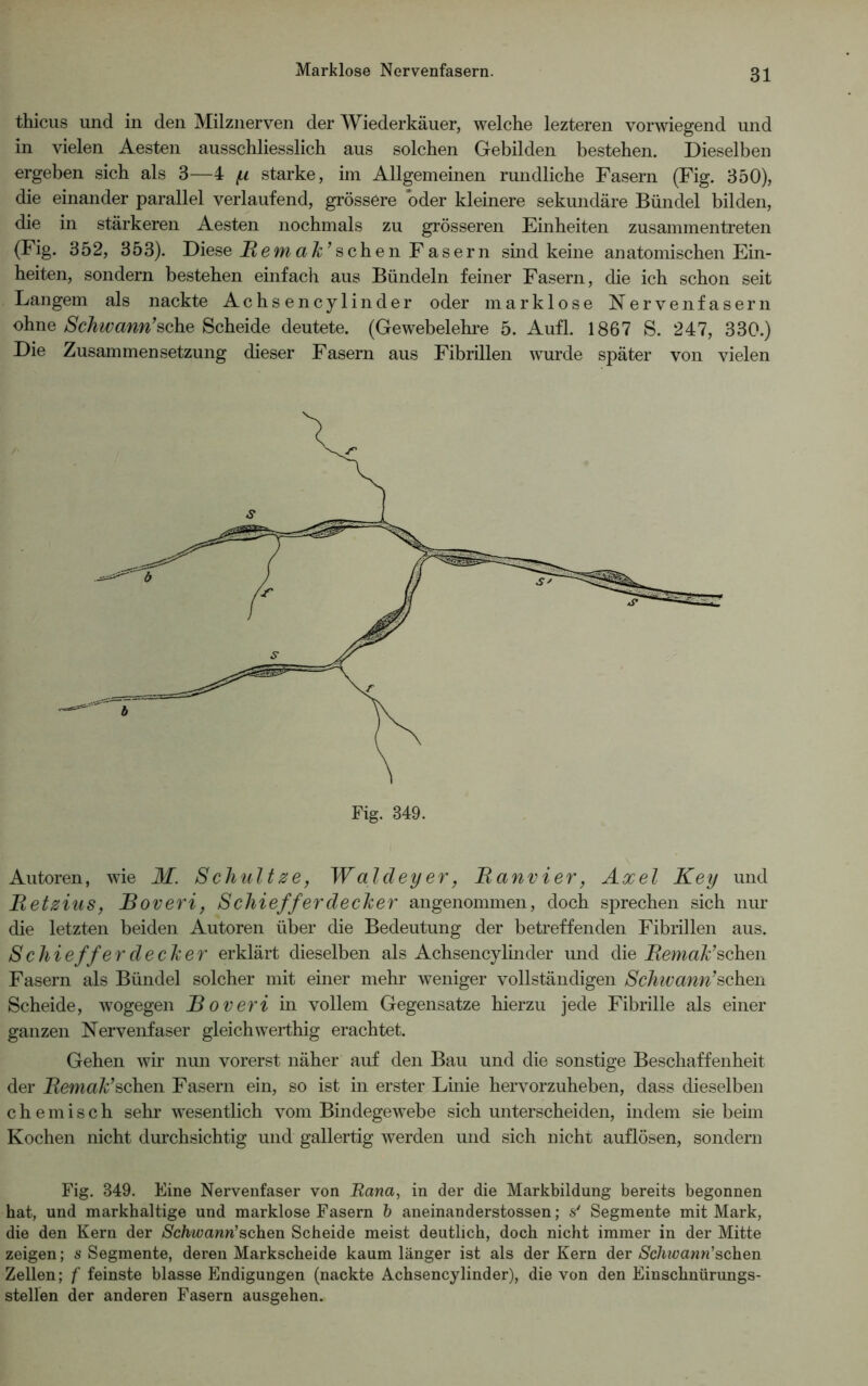 thicus und in den Milznerven der Wiederkäuer, welche lezteren vorwiegend und in vielen Aesten ausschliesslich aus solchen Gebilden bestehen. Dieselben ergeben sich als 3—4 [x starke, im Allgemeinen rundliche Fasern (Fig. 350), die einander parallel verlaufend, grössere oder kleinere sekundäre Bündel bilden, die in stärkeren Aesten nochmals zu grösseren Einheiten zusammentreten (Fig. 352, 353). Diese Hem ah’ sehen Fasern sind keine anatomischen Ein- heiten, sondern bestehen einfach aus Bündeln feiner Fasern, die ich schon seit Langem als nackte Achsencylinder oder marklose Nervenfasern ohne Schwann’sehe Scheide deutete. (Gewebelehre 5. Aufl. 1867 S. 247, 330.) Die Zusammensetzung dieser Fasern aus Fibrillen wurde später von vielen Fig. 349. Autoren, wie M. Schultze, Waldeyer, Ranvier, Axel Key und Retzius, Boveri, Schiefferdecher angenommen, doch sprechen sich nur die letzten beiden Autoren über die Bedeutung der betreffenden Fibrillen aus. Sc hie ffe r decher erklärt dieselben als Achsencylinder und die Remah’ sehen Fasern als Bündel solcher mit einer mehr weniger vollständigen Schwann’sehen Scheide, wogegen Roveri in vollem Gegensätze hierzu jede Fibrille als einer ganzen Nervenfaser gleichwerthig erachtet. Gehen wir nun vorerst näher auf den Bau und die sonstige Beschaffenheit der Remah’sehen Fasern ein, so ist in erster Linie hervorzuheben, dass dieselben chemisch sehr wesentlich vom Bindegewebe sich unterscheiden, indem sie beim Kochen nicht durchsichtig und gallertig werden und sich nicht auflösen, sondern Fig. 349. Eine Nervenfaser von Rana, in der die Markbildung bereits begonnen hat, und markhaltige und marklose Fasern b aneinanderstossen; s' Segmente mit Mark, die den Kern der Schwann’sehen Scheide meist deutlich, doch nicht immer in der Mitte zeigen; «Segmente, deren Markscheide kaum länger ist als der Kern der Scluvann’sehen Zellen; f feinste blasse Endigungen (nackte Achsencylinder), die von den Einschnürungs- stellen der anderen Fasern ausgehen.