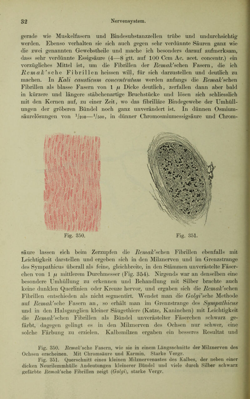 gerade wie Muskelfasern und Bindesubstanzzellen trübe und undurchsichtig werden. Ebenso verhalten sie sich auch gegen sehr verdünnte Säuren ganz wie die zwei genannten Gewebstheile und mache ich besonders darauf aufmerksam, dass sehr verdünnte Essigsäure (4—8 gtt. auf 100 Ccm Ac. acet. concentr.) ein vorzügliches Mittel ist, um die Fibrillen der Remak’sehen Fasern, die ich Hem ah’ sehe Fibrillen heissen will, für sich darzustellen und deutlich zu machen. In Kali causticum concentratwn werden anfangs die Bemale*sehen Fibrillen als blasse Fasern von 1 p Dicke deutlich, zerfallen dann aber bald in kürzere und längere stäbchenartige Bruchstücke und lösen sich schliesslich mit den Kernen auf, zu einer Zeit, wo das fibrilläre Bindegewebe der Umhüll- ungen der gröberen Bündel noch ganz unverändert ist. In dünnen Osmium- säurelösungen von 11200—Vsoo, in dünner Chromosmiumessigsäure und Chrom- säure lassen eich beim Zerzupfen die Remak’sehen Fibrillen ebenfalls mit Leichtigkeit darstellen und ergeben sich in den Milznerven und im Grenzstrange des Sympathicus überall als feine, gleichbreite, in den Stämmen unverästelte Fäser- chen von 1 p mittlerem Durchmesser (Fig. 354). Nirgends war an denselben eine besondere Umhüllung zu erkennen und Behandlung mit Silber brachte auch keine dunklen Querlinien oder Kreuze hervor, und ergaben sich die Remak’sehen Fibrillen entschieden als nicht segmentirt. Wendet man die Golgi’sehe Methode auf Remak’sehe Fasern an, so erhält man im Grenzstrange des Sympathicus und in den Halsganglien kleiner Säugethiere (Katze, Kaninchen) mit Leichtigkeit die Remak’sehen Fibrillen als Bündel unverästelter Fäserchen schwarz ge- färbt, dagegen gelingt es in den Milznerven des Ochsen nur schwer, eine solche Färbung zu erzielen. Kalbsmilzen ergaben ein besseres Resultat und Fig. 350. Remak’sche Fasern, wie sie in einem Längsschnitte der Milznerven des Ochsen erscheinen. Mit Chromsäure und Karmin. Starke Vergr. Fig. 351. Querschnitt eines kleinen Milznervenastes des Kalbes, der neben einer dicken Neurilemmhülle Andeutungen kleinerer Bündel und viele durch Silber schwarz gefärbte Remak’sehe Fibrillen zeigt (Golgi), starke Yergr.