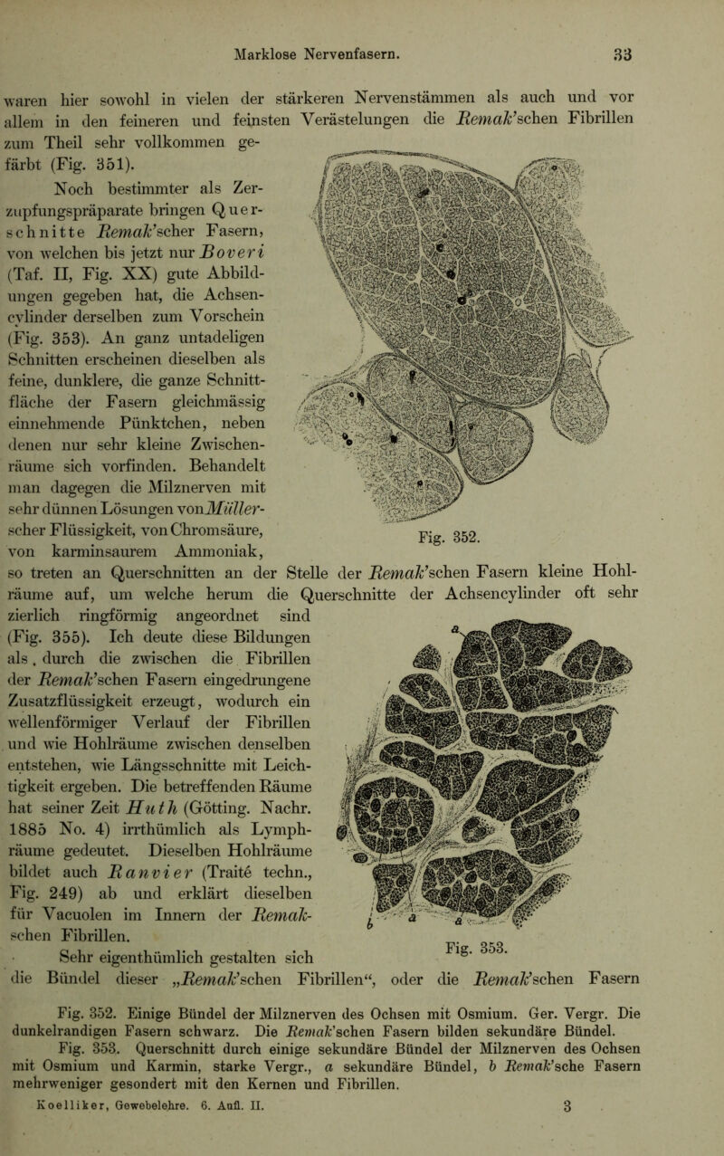 waren hier sowohl in vielen der stärkeren Nervenstämmen als auch und vor allem in den feineren und feinsten Verästelungen die Remak’sohen. Fibrillen zum Theil sehr vollkommen ge- färbt (Fig. 351). Noch bestimmter als Zer- zupfungspräparate bringen Quer- schnitte jßemaß’scher Fasern, von welchen bis jetzt nur JBoveri (Taf. II, Fig. XX) gute Abbild- ungen gegeben hat, die Achsen- cvlinder derselben zum Vorschein (Fig. 353). An ganz untadeligen Schnitten erscheinen dieselben als feine, dunklere, die ganze Schnitt- fläche der Fasern gleichmässig einnehmende Pünktchen, neben denen nur sehr kleine Zwischen- räume sich vorfinden. Behandelt man dagegen die Milznerven mit sehr dünnen Lösungen vonMüller- scher Flüssigkeit, von Chrom säure, karminsaurem Amm oniak, Fig. 852. von so treten an Querschnitten an der Stelle der Remak’sehen Fasern kleine Hohl- räume auf, um welche herum die Querschnitte der Achsency linder oft sehr zierlich ringförmig angeordnet sind (Fig. 355). Ich deute diese Bildungen als. durch die zwischen die Fibrillen der Remak’sehen Fasern eingedrungene Zusatzflüssigkeit erzeugt, wodurch ein wellenförmiger Verlauf der Fibrillen und wie Hohlräume zwischen denselben entstehen, wie Längsschnitte mit Leich- tigkeit ergeben. Die betreffenden Räume hat seiner Zeit Huth (Gotting. Nachr. 1885 No. 4) irrthümlich als Lymph- räume gedeutet. Dieselben Hohlräume bildet auch Ranvier (Traite techn., Fig. 249) ab und erklärt dieselben für Vacuolen im Innern der Remak- schen Fibrillen. Sehr eigentümlich gestalten sich die Bündel dieser ..Remak’sehen Fibrillen“, oder Fig. 858. die Remak’sehen Fasern Fig. 352. Einige Bündel der Milznerven des Ochsen mit Osmium. Ger. Vergr. Die dunkelrandigen Fasern schwarz. Die Remak'sehen Fasern bilden sekundäre Bündel. Fig. 353. Querschnitt durch einige sekundäre Bündel der Milznerven des Ochsen mit Osmium und Karmin, starke Vergr., a sekundäre Bündel, b Remak'sehe Fasern mehrweniger gesondert mit den Kernen und Fibrillen. Koelliker, Gewebelehre. 6. Anfl. II. 3