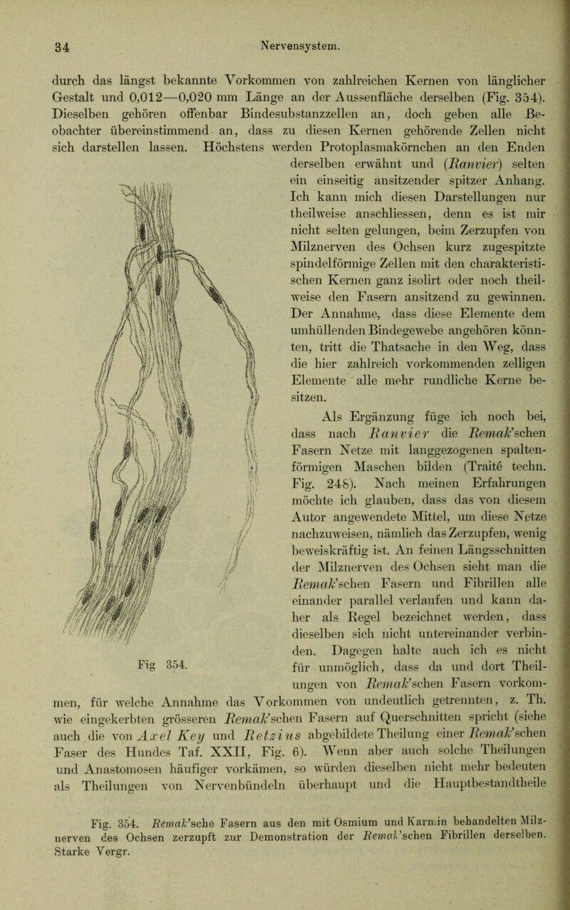 durch das längst bekannte Vorkommen von zahlreichen Kernen von länglicher Gestalt und 0,012—0,020 mm Länge an der A ussenfläche derselben (Fig. 354). Dieselben gehören offenbar Bindesubstanzzellen an, doch geben alle Be- obachter übereinstimmend an, dass sich darstellen lassen. Höchstens Fig 854. zu diesen Kernen gehörende Zellen nicht werden Protoplasmakörnchen an den Enden derselben erwähnt und (Ranvier) selten ein einseitig ansitzender spitzer Anhang. Ich kann mich diesen Darstellungen nur theilweise anschliessen, denn es ist mir nicht selten gelungen, beim Zerzupfen von Milznerven des Ochsen kurz zugespitzte spindelförmige Zellen mit den charakteristi- schen Kernen ganz isolirt oder noch theil- weise den Fasern ansitzend zu gewinnen. Der Annahme, dass diese Elemente dem umhüllenden Bindegewebe angehören könn- ten, tritt die Thatsache in den Weg, dass die hier zahlreich vorkommenden zelligen Elemente alle mehr rundliche Kerne be- sitzen. Als Ergänzung füge ich noch bei, dass nach Banvier die Bemak’sehen Fasern Netze mit langgezogenen spalten- förmigen Maschen bilden (Traite techn. Fig. 248). Nach meinen Erfahrungen möchte ich glauben, dass das von diesem Autor angewendete Mittel, um diese Netze nachzuweisen, nämlich das Zerzupfen, wenig beweiskräftig ist. An feinen Längsschnitten der Milznerven des Ochsen sieht man die Bemak’sehen Fasern und Fibrillen alle einander parallel verlaufen und kann da- her als Regel bezeichnet werden, dass dieselben sich nicht untereinander verbin- den. Dagegen halte auch ich es nicht für unmöglich, dass da und dort Theil- ungen von Bemak’sehen Fasern Vorkom- men, für welche Annahme das V orkommen von undeutlich getrennten, z. Th. wie eingekerbten grösseren Bemak’sehen Fasern auf Querschnitten spricht (siehe auch die von Axel Key und Betz ins abgebildete Theilung einer Bemak’sehen Faser des Hundes Taf. XXII, Fig. 6). Wenn aber auch solche Theilungen und Anastomosen häufiger vorkämen, so würden dieselben nicht mehr bedeuten als Theilungen von Nerven bündeln überhaupt und die Hauptbestandteile Fig. 854. Bemak’sehe Fasern aus den mit Osmium und Karmin behandelten Milz- nerven des Ochsen zerzupft zur Demonstration der Bemak'sehen Fibrillen derselben. Starke Yergr.