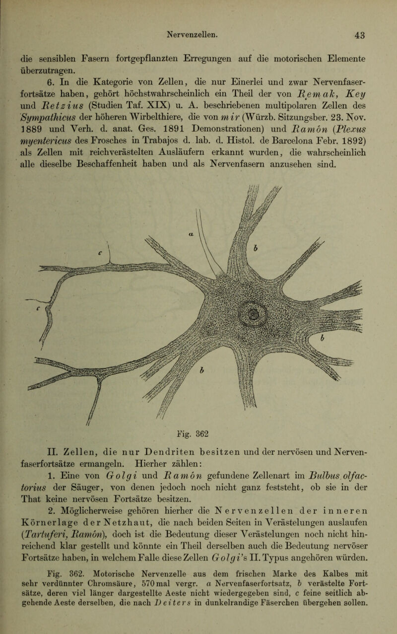 die sensiblen Fasern fortgepflanzten Erregungen auf die motorischen Elemente überzutragen. 6. In die Kategorie von Zellen, die nur Einerlei und zwar Nervenfaser- fortsätze haben, gehört höchstwahrscheinlich ein Theil der von Hem ah, Key und Hetz ins (Studien Taf. XIX) u. A. beschriebenen multipolaren Zellen des Sympathicus der höheren Wirbelthiere, die von mir (Würzb. Sitzungsber. 23. Nov. 1889 und Verh. d. anat. Ges. 1891 Demonstrationen) und Hamön (Plexus myentericus des Frosches in Trabajos d. lab. d. Histol. de Barcelona Febr. 1892) als Zellen mit reichverästelten Ausläufern erkannt wurden, die wahrscheinlich alle dieselbe Beschaffenheit haben und als Nervenfasern anzusehen sind. Fig. 362 II. Zellen, die nur Dendriten besitzen und der nervösen und Nerven- faserfortsätze ermangeln. Hierher zählen: 1. Eine von Golgi und Hamön gefundene Zellenart im Bulbus olfac- torius der Säuger, von denen jedoch noch nicht ganz feststeht, ob sie in der That keine nervösen Fortsätze besitzen. 2. Möglicherweise gehören hierher die Nervenzellen der inneren Körnerlage derNetzhaut, die nach beiden Seiten in Verästelungen auslaufen (Tartuferi, Hamön), doch ist die Bedeutung dieser Verästelungen noch nicht hin- reichend klar gestellt und könnte ein Theil derselben auch die Bedeutung nervöser Fortsätze haben, in welchem Falle diese Zellen Golgi’s II. Typus angehören würden. Fig. 862. Motorische Nervenzelle aus dem frischen Marke des Kalbes mit sehr verdünnter Chromsäure, 570mal vergr. a Nervenfaserfortsatz, i verästelte Fort- sätze, deren viel länger dargestellte Aeste nicht wiedergegeben sind, c feine seitlich ab- gehende Aeste derselben, die nach Deiters in dunkelrandige Fäserchen übergehen sollen.