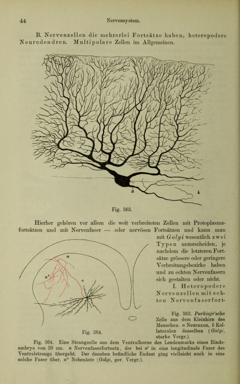 B. Nervenzellen die mehrerlei Fortsätze haben, heteropodere Neuroden dren. Multi polare Zellen im Allgemeinen. Hierher gehören vor allem die weit verbreiteten Zellen mit Protoplasma- fortsätzen und mit Nervenfaser —- oder nervösen Fortsätzen und kann man mit Golgi wesentlich zwei Typen unterscheiden, je nachdem che letzteren Fort- sätze grössere oder geringere Verbreitungsbezirke haben und zu echten Nervenfasern sich gestalten oder nicht. I. Heteropodere Nervenzellen m i t e c h- ten Nervenfaserfort- Fig. 863. Purkinje'sehe Zelle aus dem Kleinhirn des Menschen, n Neuraxon, k Kol- Fig. 364. lateralen desselben (Golgi, starke Vergr.). Fig. 364. Eine Strangzelle aus dem Ventralhorne des Lendenmarks eines Rinds- embryo von 20 cm. n Nervenfaserfortsatz, der bei n‘ in eine longitudinale Faser des Ventralstrangs übergeht. Der daneben befindliche Endast ging vielleicht auch in eine solche Faser über, n“ Nebenäste (Golgi, ger. Vergr.).