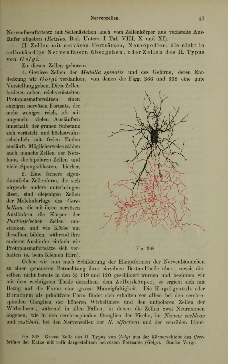 Nervenfaserfortsatz mit Seitenästchen auch vom Zellenkörper aus verästelte Aus- läufer abgeben (jKetzins, Biol. Unters. I Taf. VIII, X und XI). II. Zellen mit nervösen Fortsätzen, Neuropodien, die nicht in selbständige Nervenfasern übergehen, oder Zellen des II. Typus von Golgi. Zu diesen Zellen gehören: 1. Gewisse Zellen der Medulla spinalis und des Gehirns, deren Ent- deckung wir Golgi verdanken, von denen die Figg. 366 und 368 eine gute Vorstellung geben. Diese Zellen besitzen neben reichverästelten Protoplasmafortsätzen einen einzigen nervösen Fortsatz, der mehr weniger reich, oft mit ungemein vielen Ausläufern innerhalb der grauen Substanz sich verästelt und höchstwahr- scheinlich mit freien Enden ausläuft. Möglicherweise zählen auch manche Zellen der Netz- haut, die bipolaren Zellen und viele Spongioblasten, hierher. 2. Eine fernere eigen- tümliche Zellenform, die sich nirgends anders unterbringen lässt, sind diejenigen Zellen der Molekularlage des Cere- bellum, die mit ihyen nervösen Ausläufern die Körper der Purkinje’ sehen Zellen um- stricken und wie Körbe um dieselben bilden, während ihre anderen Ausläufer einfach wie Protoplasmafortsätze sich ver- Fig. 368. halten (s. beim Kleinen Hirn). Gehen wir nun nach Schilderung der Hauptformen der Nervenbäumchen zu einer genaueren Betrachtung ihrer einzelnen Bestandteile über, soweit die- selben nicht bereits in den §§119 und 120 geschildert wurden und beginnen wir mit dem wichtigsten Theile derselben, dem Zellenkörper, so ergiebt sich mit Bezug auf die Form eine grosse Mannigfaltigkeit. Die Kugelgestalt oder Birnform als primitivste Form findet sich erhalten vor allem bei den cerebro- spinalen Ganglien der höheren Wirbeltiere und den unipolaren Zellen der Wirbellosen, während in allen Fällen, in denen die Zellen zwei Neuraxonen abgeben, wie in den cerebrospinalen Ganglien der Fische, im Nervus cochleae und vestibuli, bei den Nervenzellen der N. olfactorii und der sensiblen Haut- Fig. 368. Grosse Zelle des II. Typus von Golgi aus der Körnerschicht des Cerc- bellum der Katze mit roth dargestelltem nervösem Fortsatze (Golgi). Starke Vergr.