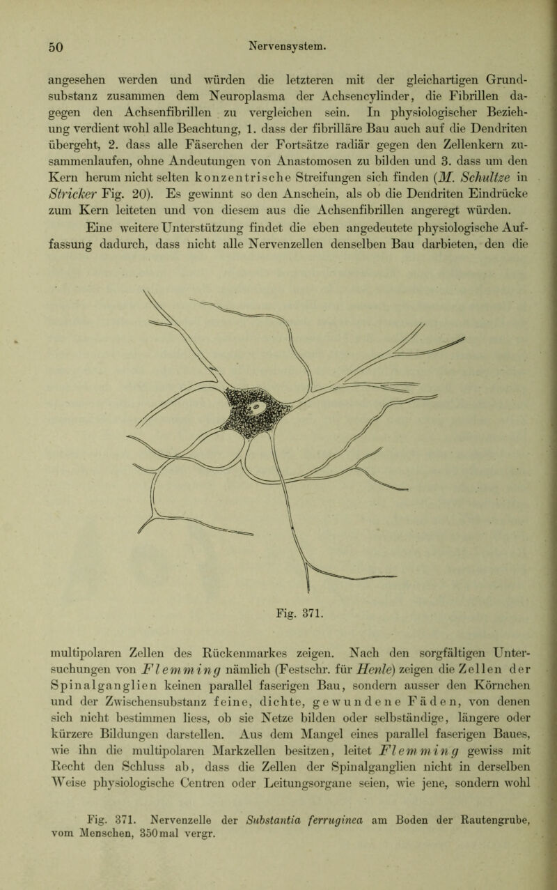 angesehen werden und würden die letzteren mit der gleichartigen Grund- substanz zusammen dem Neuroplasma der Achsen cyl inder, die Fibrillen da- gegen den Achsenfibrillen zu vergleichen sein. In physiologischer Bezieh- ung verdient wohl alle Beachtung, 1. dass der fibrilläre Bau auch auf die Dendriten übergeht, 2. dass alle Fäserchen der Fortsätze radiär gegen den Zellenkern zu- sammenlaufen, ohne Andeutungen von Anastomosen zu bilden und 3. dass um den Kern herum nicht selten konzentrische Streifungen sich finden (M. Schnitze in Stricker Fig. 20). Es gewinnt so den Anschein, als ob die Dendriten Eindrücke zum Kern leiteten und von diesem aus die Achsenfibrillen angeregt würden. Eine weitere Unterstützung findet die eben angedeutete physiologische Auf- fassung dadurch, dass nicht alle Nervenzellen denselben Bau darbieten, den die multipolaren Zellen des Rückenmarkes zeigen. Nach den sorgfältigen Unter- suchungen von Flemming nämlich (Festschr. für Heute) zeigen die Zellen der Spinalganglien keinen parallel faserigen Bau, sondern ausser den Körnchen und der Zwischensubstanz feine, dichte, gewundene Fäden, von denen sich nicht bestimmen liess, ob sie Netze bilden oder selbständige, längere oder kürzere Bildungen darstellen. Aus dem Mangel eines parallel faserigen Baues, wie ihn die multipolaren Markzellen besitzen, leitet Flemming gewiss mit Recht den Schluss ab, dass die Zellen der Spinalganglien nicht in derselben Weise physiologische Centren oder Leitungsorgane seien, wie jene, sondern wohl Fig. 371. Nervenzelle der Substantia ferruginea am Boden der Rautengrube, vom Menschen, 850mal vergr.