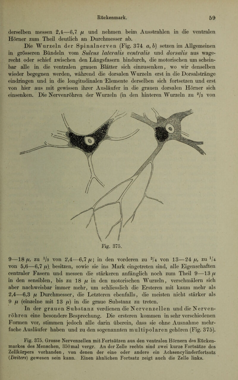 derselben messen 2,4—6,7 f.i und nehmen beim Ausstrahlen in die ventralen Hörner zum Theil deutlich an Durchmesser ab. Die Wurzeln der Spinalnerven (Fig. 374 a, b) setzen im Allgemeinen in grösseren Bündeln vom Sulcus lateralis ventralis und dorsalis aus wage- recht oder schief zwischen den Längsfasern hindurch, die motorischen um schein- bar alle in die ventralen grauen Blätter sich einzusenken, wo wir denselben wieder begegnen werden, während die dorsalen Wurzeln erst in die Dorsalstränge eindringen und in die longitudinalen Elemente derselben sich fortsetzen und erst von hier aus mit gewissen ihrer Ausläufer in die grauen dorsalen Hörner sich einsenken. Die Nervenröhren der Wurzeln (in den hinteren Wurzeln zu 2/3 von Fig. 875. 9—18^, zu V3 von 2,4—6,7^*; in den vorderen zu 3U von 13—24 (.i, zu 1/4 von 5,6—6,7 f.i). besitzen, sowie sie ins Mark eingetreten sind, alle Eigenschaften centraler Fasern und messen die stärkeren anfänglich noch zum Theil 9—13 in den sensiblen, bis zu 18 jti in den motorischen Wurzeln, verschmälern sich aber nachweisbar immer mehr, um schliesslich die Ersteren mit kaum mehr als 2,4—6,3 f.i Durchmesser, die Letzteren ebenfalls, die meisten nicht stärker als 9 (.i (einzelne mit 13 f.i) in die graue Substanz zu treten. In der grauen Substanz verdienen die Nervenzellen und die Nerven- röhren eine besondere Besprechung. Die ersteren kommen in sehr verschiedenen Formen vor, stimmen jedoch alle darin überein, dass sie ohne Ausnahme mehr- fache Ausläufer haben und zu den sogenannten multipolaren gehören (Fig. 375). Fig. 875. Grosse Nervenzellen mit Fortsätzen aus den ventralen Hörnern des Rücken- markes des Menschen, 850mal vergr. An der Zelle rechts sind zwei kurze Fortsätze des Zellkörpers vorhanden, von denen der eine oder andere ein Achsencylinderfortsatz (Deiters) gewesen sein kann. Einen ähnlichen Fortsatz zeigt auch die Zelle links.