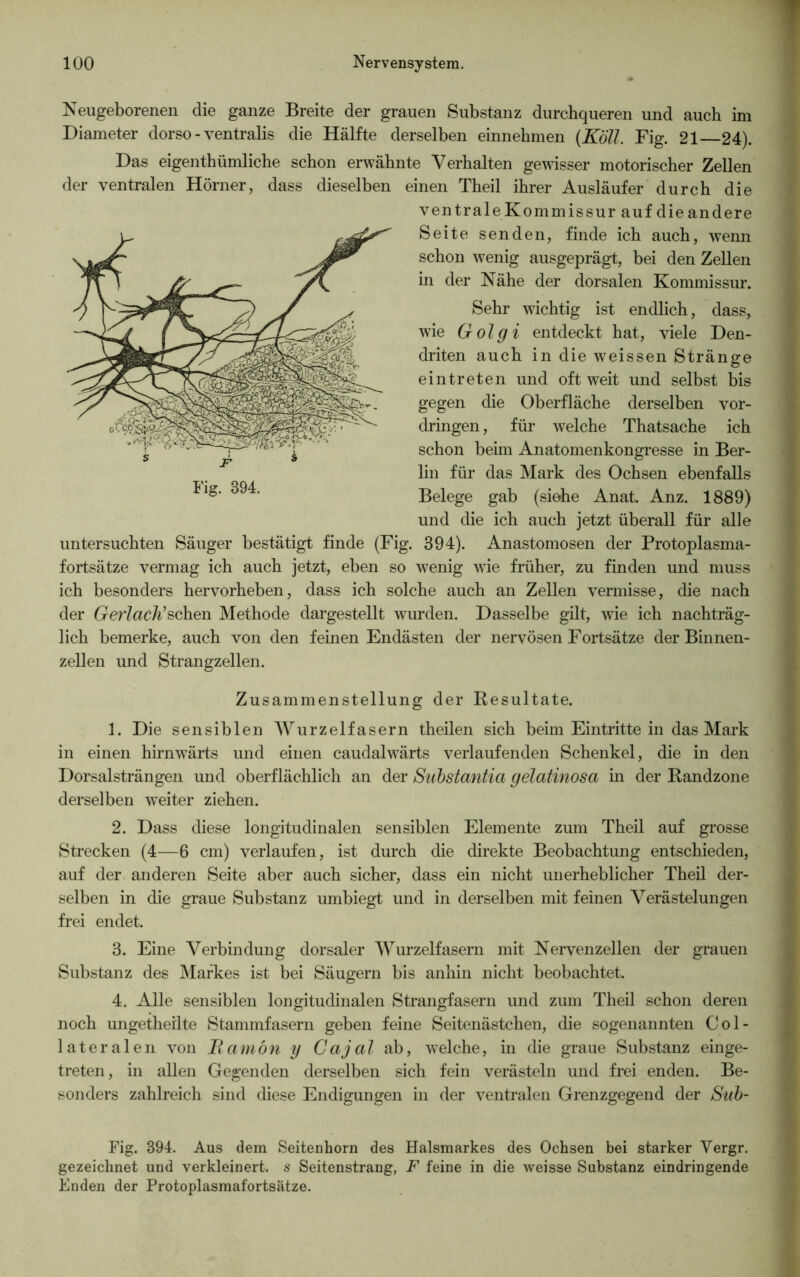 Neugeborenen die ganze Breite der grauen Substanz durchqueren und auch im Diameter dorso - ventralis die Hälfte derselben einnehmen (Köll. Fig. 21 24). Das eigenthümliche schon erwähnte Verhalten gewisser motorischer Zellen der ventralen Hörner, dass dieselben einen Theil ihrer Ausläufer durch die ventrale Kommissur auf dieandere Seite senden, finde ich auch, wenn schon wenig ausgeprägt, bei den Zellen in der Nähe der dorsalen Kommissur. Sehr wichtig ist endlich, dass, wie Golgi entdeckt hat, viele Den- driten auch in die weissen Stränge eintreten und oft weit und selbst bis gegen die Oberfläche derselben Vor- dringen , für welche Thatsache ich schon beim Anatomenkongresse in Ber- lin für das Mark des Ochsen ebenfalls Belege gab (siehe Anat. Anz. 1889) und die ich auch jetzt überall für alle untersuchten Säuger bestätigt finde (Fig. 394). Anastomosen der Protoplasma- fortsätze vermag ich auch jetzt, eben so wenig wie früher, zu finden und muss ich besonders hervorheben, dass ich solche auch an Zellen vermisse, die nach der Gerlach’sehen Methode dargestellt wurden. Dasselbe gilt, wie ich nachträg- lich bemerke, auch von den feinen Endästen der nervösen Fortsätze der Binnen- zellen und Strangzellen. Zusammenstellung der Resultate. 1. Die sensiblen Wurzelfasern theilen sich beim Eintrittein das Mark in einen hirnwärts und einen caudalwärts verlaufenden Schenkel, die in den Dorsalsträngen und oberflächlich an der Substantia gelatinosa in der Randzone derselben weiter ziehen. 2. Dass diese longitudinalen sensiblen Elemente zum Theil auf grosse Strecken (4—6 cm) verlaufen, ist durch die direkte Beobachtung entschieden, auf der anderen Seite aber auch sicher, dass ein nicht unerheblicher Theil der- selben in die graue Substanz umbiegt und in derselben mit feinen Verästelungen frei endet. 3. Eine Verbindung dorsaler Wurzelfasern mit Nervenzellen der grauen Substanz des Markes ist bei Säugern bis anhin nicht beobachtet. 4. Alle sensiblen longitudinalen Strangfasern und zum Theil schon deren noch ungetheilte Stammfasern geben feine Seitenästchen, die sogenannten Col- lateralen von Ramön y Cajal ab, welche, in die graue Substanz einge- treten, in allen Gegenden derselben sich fein verästeln und frei enden. Be- sonders zahlreich sind diese Endigungen in der ventralen Grenzgegend der Sub- Fig. 894. Aus dem Seitenhorn des Halsmarkes des Ochsen bei starker Vergr. gezeichnet und verkleinert, s Seitenstrang, F feine in die weisse Substanz eindringende Enden der Protoplasmafortsätze. Fig. 894.