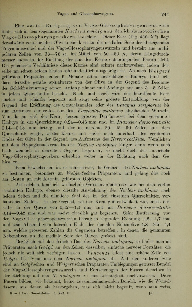 Eine zweite Endigung von Vago-Glossopharyngeuswurzeln findet sich in dem sogenannten Nu eleu s am big uus, den ich als motorischen Vago-Glossopharyngeuskern bezeichne. Dieser Kern (Fig. 466, X2) liegt dorsalwärts vom dorsalen Olivennebenkern an der medialen Seite der absteigenden Trigeminuswurzel und der Vago-Glossopharyngeuswurzeln und besteht aus multi- polaren Zellen von 38—76 g, im Mittel von 50—60 g, deren Längsdurch- messer meist in der Richtung der aus dem Kerne entspringenden Fasern steht. Die genaueren Verhältnisse dieses Kernes sind schwer nachzuweisen, indem der- selbe an seinen beiden Enden sehr undeutlich ausgeprägt ist. An nach Weigert gefärbten Präparaten eines 6 Monate alten menschlichen Embryo fand ich, dass derselbe gerade spinalwärts von der Olive in der Gegend des Beginnes der Schleifenkreuzung seinen Anfang nimmt und Anfangs nur aus 3—5 Zellen in jedem Querschnitte besteht. Nach und nach wird der betreffende Kern stärker und schärfer begrenzt und zeigt seine grösste Entwicklung von der Gegend der Eröffnung des Centralkanales oder des Calamus scriptorius bis zum Auftreten der ersten aus dem Fasciculus solitarius abgehenden Wurzeln. Von da an wird der Kern, dessen grösster Durchmesser bei dem genannten Embryo in der Querrichtung 0,24—0,45 mm und im Fiameter dorso-ventralis 0,14-—0,18 nun betrug und der in maximo 20—25—30 Zellen auf dem Querschnitte zeigte, wieder kleiner und endet noch unterhalb des cerebralen Endes der Olive in der Gegend des Auftretens des Nervus cochleae. Verglichen mit dem Hypoglossuskerne ist der Nucleus ambiguus länger, denn wenn auch beide ziemlich in derselben Gegend beginnen, so reicht doch der motorische Vago-Glossopharyngeuskern erheblich weiter in der Richtung nach dem Ge- hirn zu. Beim Erwachsenen ist es sehr schwer, die Grenzen des Nucleus ambiguus zu bestimmen, besonders an Weigert’sehen Präparaten, und gelang dies noch am Besten an mit Karmin gefärbten Objekten. An solchen fand ich wechselnde Grössenverhältnisse, wie bei dem vorhin erwähnten Embryo, ebenso dieselbe Ausdehnung des Nucleus ambiguus nach beiden Seiten und die nämliche Zahl der in den einzelnen Querschnitten vor- handenen Zellen. In der Gegend, wo der Kern gut entwickelt war, mass der- selbe in der Quere von 0,42—1,0 mm und im Fiameter dorso-ventralis 0,14—0,42 mm und war meist ziemlich gut begrenzt. Seine Entfernung von den Vago-Glossopharyngeuswurzeln betrug in sagittaler Richtung 1,2—1,7 mm und sein Abstand vom lateralen Ende der dorsalen Nebenolive 1,8—2,5—4,4 mm, welche grösseren Zahlen die Gegenden betreffen, in denen die genannten Nebenoliven an die mediale Seite der Oliven gerückt sind. Bezüglich auf den feinsten Bau des Nucleus ambiguus, so findet man an Präparaten nach Golgi an den Zellen desselben einfache nervöse Fortsätze, die jedoch nie weit sich verfolgen lassen. Vincenzi bildet eine schöne Zelle von Golgi’s II. Typus aus dem Nucleus ambiguus ab. Auf der anderen Seite sind an Golgi’sehen und Weigert’ sehen Präparaten Umbiegungen gewisser Bündel der Vago-Glossopharyngeuswurzeln und Fortsetzungen der Fasern derselben m der Richtung auf den N. ambiguus zu mit Leichtigkeit nachzuweisen. Diese Fasern bilden, wie bekannt, keine zusammenhängenden Bündel, wie die Wurzel- fasern, aus denen sie hervorgehen, was sich leicht begreift, wenn man weiss, Koelliker, Gewebelehre. 6. Aull. II. 16