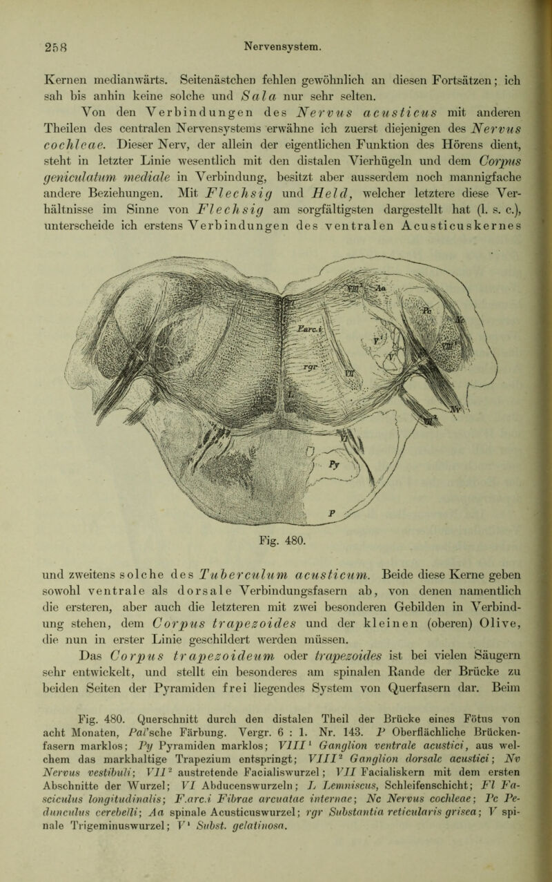 Kernen medianwärts. Seitenästchen fehlen gewöhnlich an diesen Fortsätzen; ich sah bis anhin keine solche und Sala nur sehr selten. Von den Verbindungen des Nervus acusticus mit anderen Theilen des centralen Nervensystems erwähne ich zuerst diejenigen des Nervus cochleae. Dieser Nerv, der allein der eigentlichen Funktion des Hörens dient, steht in letzter Linie wesentlich mit den distalen Vierhügeln und dem Corpus geniculatum mediale in Verbindung, besitzt aber ausserdem noch mannigfache andere Beziehungen. Mit Flechsig und Held, welcher letztere diese Ver- hältnisse im Sinne von Flechsig am sorgfältigsten dargestellt hat (1. s. c.), unterscheide ich erstens Verbindungen des ventralen Acusticuskernes Fig. 480. und zweitens solche des Tuberculum acusticum. Beide diese Kerne geben sowohl ventrale als dorsale Verbindungsfasern ab, von denen namentlich die ersteren, aber auch die letzteren mit zwei besonderen Gebilden in Verbind- ung stehen, dem Corpus trapezoides und der kleinen (oberen) Olive, die nun in erster Linie geschildert werden müssen. Das Corpus trapezoideum oder trapezoides ist bei vielen Säugern sehr entwickelt, und stellt ein besonderes am spinalen Rande der Brücke zu beiden Seiten der Pyramiden frei liegendes System von Querfasern dar. Beim Fig. 480. Querschnitt durch den distalen Theil der Brücke eines Fötus von acht Monaten, PaVsehe Färbung. Vergr. 6:1. Nr. 148. P Oberflächliche Brücken- fasern marklos; Py Pyramiden marklos; VIII1 Ganglion ventrale acustici, aus wel- chem das markhaltige Trapezium entspringt; VIII2 Ganglion dorsale acustici; Nv Nervus vestibuli; Vll2 austretende Facialiswurzel; VII Facialiskern mit dem ersten Abschnitte der Wurzel; VI Abducenswurzeln; Ij Lemniscus, Schleifenschicht; Fl Fa- sciculus longitudinalis; F.arc.i Fibrae arcuatae internae; Nc Nervus cochleae; Pc Pe- dunculus cerebelli; Aa spinale Acusticuswurzel; rgr Substantia reticularis grisea-, V spi- nale Trigeminuswurzel; F* Subst. gelaiinosa.