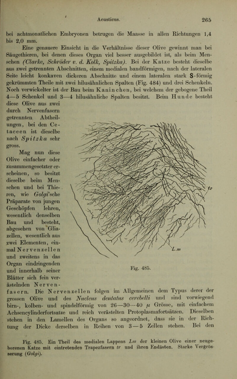 bei achtmonatlichen Embryonen betrugen die Maasse in allen Richtungen 1,4 bis 2,0 mm. Eine genauere Einsicht in die Verhältnisse dieser Olive gewinnt man bei Säugethieren, bei denen dieses Organ viel besser ausgebildet ist, als beim Men- schen (Clarke, Schröder v. d. Kolk, Spilzka). Bei der Katze besteht dieselbe aus zwei getrennten Abschnitten, einem medialen bandförmigen, nach der lateralen Seite leicht konkaven dickeren Abschnitte und einem lateralen stark S-förmig gekrümmten Theile mit zwei hilusähnlichen Spalten (Fig. 484) und drei Schenkeln. Noch verwickelter ist der Bau beim Kaninchen, bei welchem der gebogene Theil 4—5 Schenkel und 3—4 hilusähnliehe Spalten besitzt. Beim Hunde besteht diese Olive aus zwei durch Nervenfasern getrennten Abtheil- ungen, bei den Ce- taceen ist dieselbe nach Spitzka sehr gross. Mag nun diese Olive einfacher oder zusammengesetzter er- scheinen , so besitzt dieselbe beim Men- schen und bei Thie- ren, wie Golgi’ sehe Präparate von jungen Geschöpfen lehren, wesentlich denselben Bau und besteht, abgesehen von'Glia- zellen, wesentlich aus zwei Elementen, ein- mal Nervenzellen und zweitens in das Organ eindringenden und innerhalb seiner Blätter sich fein ver- ästelnden Nerven- fasern. Die Nervenzellen folgen im Allgemeinen dem Typus derer der grossen Olive und des Nucleus dentatus cerebelli und sind vorwiegend birn-, kolben- und spindelförmig von 26—30—40 f.i Grösse, mit einfachem Achsencylinderfortsatze und reich verästelten Protoplasmafortsätzen. Dieselben stehen in den Lamellen des Organs so angeordnet, dass sie in der Rich- tung der Dicke derselben in Reihen von 3 — 5 Zellen stehen. Bei den Fig. 485. Ein Theil des medialen Lappens Lm der kleinen Olive einer neuge- borenen Katze mit eintretenden Trapezfasern tv und ihren Endästen. Starke Vergrös- serung (Golyi).