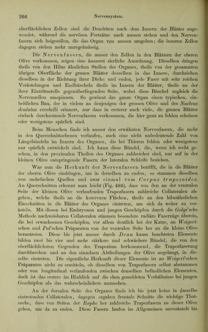 oberflächlichen Zellen sind die Dendriten nach dem Innern der Blätter zuge- wendet, während die nervösen Fortsätze nach aussen stehen und den Nerven- fasern sich beigesellen, die das Organ vpn aussen umgeben; die inneren Zellen dagegen stehen mehr unregelmässig. Die Nervenfasern, die ausser den Zellen in den Blättern der oberen Olive Vorkommen, zeigen eine äusserst zierliche Anordnung. Dieselben dringen theils von den Hilus ähnlichen Stellen des Organes, theils von der gesammten übrigen Oberfläche der grauen Blätter desselben in das Innere, durchziehen dieselben in der Richtung ihrer Dicke und enden, jede Faser mit sehr reichen Verästelungen und Endbüscheln theils im Innern der Blätter, theils an der ihrer Eintrittsstelle gegenüberliegenden Seite, wobei diese Büschel zugleich die Nervenzellen umspinnen. So gewinnt das ganze Organ einen typischen, ein- heitlichen Bau, der in vielem an denjenigen der grossen Olive und des Nucleus dentatus cerebelli erinnert, nur dass in ersterer auch viele, die grauen Blätter einfach durchsetzende Nervenfasern Vorkommen, die hier ganz zu fehlen scheinen oder wenigstens spärlich sind. Beim Menschen finde ich ausser den erwähnten Nervenfasern, die mehr in den Querschnittsebenen verlaufen, auch eine nicht unbedeutende Zahl von Längsbündeln im Innern des Organes, die bei Thieren fehlen oder wenigstens nur spärlich entwickelt sind. Ich kann diese Bündel, die, wenn ich recht ge- sehen, in den proximalen Theilen des Organes zahlreicher sind, nur auf in der kleinen Olive entspringende Fasern der lateralen Schleife beziehen. Was nun die Herkunft der Nervenfasern betrifft, die in die Blätter der oberen Olive eindringen, um in derselben zu enden, so stammen dieselben von mehrfachen Quellen und zwar einmal vom Corpus trapezoides. An Querschnitten erkennt man leicht (Fig. 486), dass von den an der ventralen Seite der kleinen Olive verlaufenden Trapezfasern zahlreiche Collateralen ab- gehen, welche theils an die konvexen Flächen, theils an den hilusähnlichen Einschnitten in die Blätter des Organes eintreten, um sich da weiter zu ver- ästeln. Mit diesen bei Embryonen und jungen Geschöpfen durch die Golgi’sehe Methode nachweisbaren Collateralen stimmen besondere radiäre Faserzüge überein, die bei erwachsenen Geschöpfen, vor allem deutlich bei der Katze, an Weigert- schen und Patschen Präparaten von der ventralen Seite her an die kleine Olive heran treten. Diese bis jetzt ausser durch Dean kaum beachteten Elemente bilden zwei bis vier und mehr stärkere und schwächere Bündel, die von den oberflächlichsten Gegenden des Trapezium herkommend, die Trapezfaserung durchbrechen und an den einzelnen Abtheilungen der Olive angelangt, in die- selbe eintreten. Die eigentliche Herkunft dieser Elemente ist an Weigerfschen Präparaten nicht zu ermitteln, ob dieselben von Trapezfasern selbst abstammen oder von longitudinal verlaufenden zwischen denselben befindlichen Elementen, doch ist das erstere im Hinblick auf die eben gemeldeten Verhältnisse bei jungen Geschöpfen als das wahrscheinlichere anzusehen. An der dorsalen Seite des Organes finde ich bis jetzt keine in dasselbe eintretenden Collateralen, dagegen ergaben frontale Schnitte die wichtige That- sache, dass von Seiten der JRaphe her zahlreiche Trapezfasern zu dieser Olive gehen, um da zu enden. Diese Fasern laufen im Allgemeinen unverästelt bis