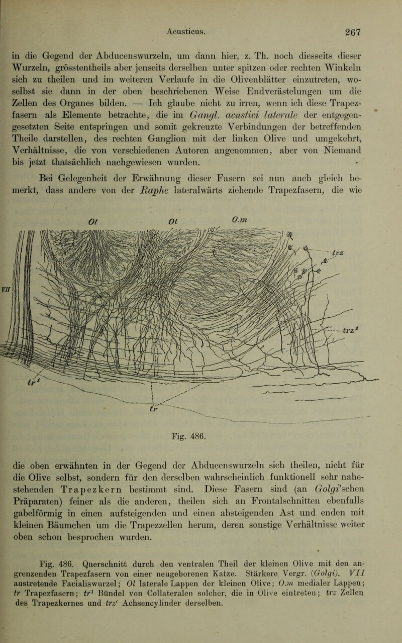 in die Gegend der Abducenswurzeln, um dann hier, z. Th. noch diesseits dieser Wurzeln, grösstentheils aber jenseits derselben unter spitzen oder rechten Winkeln sich zu theilen und im weiteren Verlaufe in die Olivenblätter einzutreten, wo- selbst sie dann in der oben beschriebenen Weise Endverästelungen um die Zellen des Organes bilden. — Ich glaube nicht zu irren, wenn ich diese Trapez- fasern als Elemente betrachte, die im Qangl. acustici laterale der entgegen- gesetzten Seite entspringen und somit gekreuzte Verbindungen der betreffenden Theile darstellen, des rechten Ganglion mit der linken Olive und umgekehrt, Verhältnisse, die von verschiedenen Autoren angenommen, aber von Niemand bis jetzt thatsächlich nachgewiesen wurden. Bei Gelegenheit der Erwähnung dieser Fasern sei nun auch gleich be- merkt, dass andere von der Ilaphe lateralwärts ziehende Trapezfasern, die wie Ol Ol 0m Fig. 486. die oben erwähnten in der Gegend der Abducenswurzeln sich theilen, nicht für die Olive selbst, sondern für den derselben wahrscheinlich funktionell sehr nahe- stehenden Trapezkern bestimmt sind. Diese Fasern sind (an Golgi’sehen Präparaten) feiner als die anderen, theilen sich an Frontalschnitten ebenfalls gabelförmig in einen aufsteigenden und einen absteigenden Ast und enden mit kleinen Bäumchen um die Trapezzellen herum, deren sonstige Verhältnisse weiter oben schon besprochen wurden. Fig. 486. Querschnitt durch den ventralen Theil der kleinen Olive mit den an- grenzenden Trapezfasern von einer neugeborenen Katze. Stärkere Vergr. {Golgi). VII austretende Facialiswurzel; Ol laterale Lappen der kleinen Olive; O.m medialer Lappen; ir Trapezfasern; tr1 Bündel von Collateralen solcher, die in Olive eintreten; trz Zellen des Trapezkernes und trz' Achsencylinder derselben.