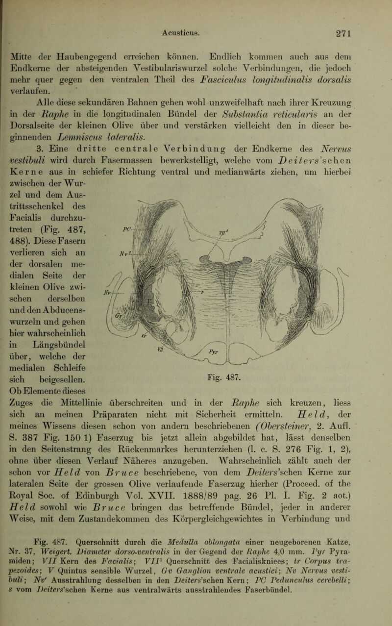 Mitte der Haubengegend erreichen können. Endlich kommen auch aus dem Endkerne der absteigenden Vestibulariswurzel solche Verbindungen, die jedoch mehr quer gegen den ventralen Theil des Fasciculus longitudinalis dorsalis verlaufen. Alle diese sekundären Bahnen gehen wohl unzweifelhaft nach ihrer Kreuzung I in der Baphe in die longitudinalen Bündel der Substantia reticularis an der | Dorsalseite der kleinen Olive über und verstärken vielleicht den in dieser be- ginnenden Lemniscus lateralis. 3. Eine dritte centrale Verbindung der Endkerne des Nervus vestibuli wird durch Fasermassen bewerkstelligt, welche vom Deiters'sehen Kerne aus in schiefer Richtung ventral und medianwärts ziehen, um hierbei zwischen der Wur- zel und dem Aus- trittsschenkel des Facialis durchzu- treten (Fig. 487, 488). Diese Fasern verlieren sich an der dorsalen me- dialen Seite der kleinen Olive zwi- schen derselben und den Abducens- wurzeln und gehen hier wahrscheinlich in Längsbündel über, welche der medialen Schleife sich beigesellen. Ob Elemente dieses Zuges die Mittellinie überschreiten und in der Baphe sich kreuzen, liess sich an meinen Präparaten nicht mit Sicherheit ermitteln. Held, der meines Wissens diesen schon von andern beschriebenen (Obersteiner, 2. Aufl. S. 387 Fig. 150 1) Faserzug bis jetzt allein abgebildet hat, lässt denselben in den Seitenstrang des Rückenmarkes herunterziehen (1. c. S. 276 Fig. 1, 2), ohne über diesen Verlauf Näheres anzugeben. Wahrscheinlich zählt auch der schon vor Held von Bruce beschriebene, von dem Beiter suchen Kerne zur lateralen Seite der grossen Olive verlaufende Faserzug hierher (Proceed. of the Royal Soc. of Edinburgh Vol. XVII. 1888/89 pag. 26 PI. I. Fig. 2 aot.) Held sowohl wie Bruce bringen das betreffende Bündel, jeder in anderer Weise, mit dem Zustandekommen des Körpergleichgewichtes in Verbindung und Fig. 487. Querschnitt durch die Medulla oblongata einer neugeborenen Katze, Nr. 37, Weigert. Diameter dorso-venlralis in der Gegend der Rciplie 4,0 mm. Vyr Pyra- miden; VJI Kern des Facialis; VII1 Querschnitt des Facialiskniees; tr Corpus tra- pezoides; V Quintus sensible Wurzel, Gv Ganglion ventrale acustici; Nv Nervus vesti- buli; Nv' Ausstrahlung desselben in den Deiters'sehen Kern; FC Pedunculus cerebelli; s vom Deiters'schen Kerne aus ventralwärts ausstrahlendes Faserbündel.