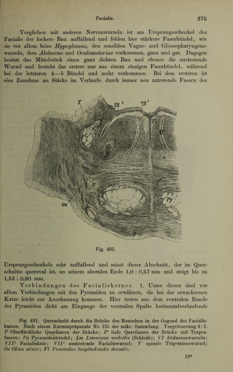 Verglichen mit anderen Nerven wurzeln ist am Ursprungsschenkel des Facialis der lockere Bau auffallend und fehlen hier stärkere Faserbündel, wie sie vor allem beim Hypoglossus, den sensiblen Vagus- und Glossopharyngeus- wurzeln, dem Abducens und Oculomotorius Vorkommen, ganz und gar. Dagegen besitzt das Mittelstück einen ganz dichten Bau und ebenso die austretende Wurzel und besteht das erstere nur aus einem einzigen Faserbündel, während bei der letzteren 4—5 Bündel und mehr Vorkommen. Bei dem ersteren ist eine Zunahme an Stärke im Verlaufe durch immer neu zutretende Fasern des Fig. 491. Ursprungsschenkels sehr auffallend und misst dieser Abschnitt, der im Quer- schnitte queroval ist, an seinem aboralen Ende 1,0 : 0,57 mm und steigt bis zu 1,53 : 0,80 mm. Verbindungen des Facialiskernes. 1. Unter diesen sind vor allem Verbindungen mit den Pyramiden zu erwähnen, die bei der erwachsenen Katze leicht zur Anschauung kommen. Hier treten aus dem ventralen Bande der Pyramiden dicht am Eingänge der ventralen Spalte horizontalverlaufende Fig. 491. Querschnitt durch die Brücke des Menschen in der Gegend des Facialis- kniees. Nach einem Karminpräparate Nr. 135 der mikr. Sammlung. Vergrösserung 4:1. V Oberflächliche Querfasern der Brücke; P' tiefe Querfasern der Brücke mit Trapez- fasern; Py Pyramidenbündel; Lm Lemniscus medialis (Schleife); VI Abducenswurzeln; VII1 Facialisknie; VII2 austretende Facialiswurzel; V spinale Trigeminuswurzel; Os Oliva minor; Fl Fasciculus longitudinalis dorsalis. 18*