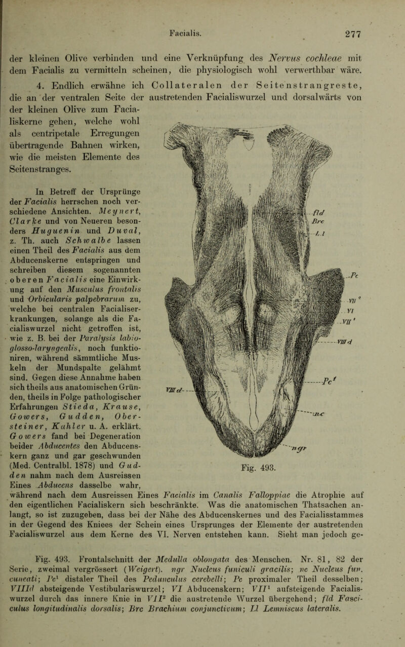 der kleinen Olive verbinden und eine Verknüpfung des Nervus cochleae mit dem Facialis zu vermitteln scheinen, die physiologisch wohl verwerthbar wäre. 4. Endlich erwähne ich Collateralen der Seitenstrangreste, die an der ventralen Seite der austretenden Facialiswurzel und dorsalwärts von der kleinen Olive zum Facia- liskerne gehen, welche wohl als centripetale Erregungen übertragende Bahnen wirken, wie die meisten Elemente des Seitenstranges. In Betreff der Ursprünge der Facialis herrschen noch ver- schiedene Ansichten. Meynert, Clarke und von Neueren beson- ders Huguenin und Duval, z. Th. auch Schwalbe lassen einen Theil des Facialis aus dem Abducenskerne entspringen und schreiben diesem sogenannten oberen Facialis eine Einwirk- ung auf den Musculus frontalis und 'Orbicularis palpebrarum zu, welche bei centralen Facialiser- krankungen, solange als die Fa- cialiswurzel nicht getroffen ist, wie z. B. bei der Paralysis labio- glosso-laryngealis, noch funktio- niren, während sämmtliche Mus- keln der Mundspalte gelähmt sind. Gegen diese Annahme haben sich theils aus anatomischen Grün- den, theils in Folge pathologischer Erfahrungen Stic da, Krause, Gowers, Gudden, Ober- steiner, Kahler u. A. erklärt. Gowers fand bei Degeneration beider Abducentes den Abducens- kern ganz und gar geschwunden (Med. Centralbl. 1878) und Gud- den nahm nach dem Ausreissen Eines Abduccns dasselbe wahr, während nach dem Ausreissen Eines Facialis im Canalis Falloppiae die Atrophie auf den eigentlichen Facialiskern sich beschränkte. Was die anatomischen Thatsachen an- langt, so ist zuzugeben, dass bei der Nähe des Abducenskernes und des Facialisstammes in der Gegend des Kniees der Schein eines Ursprunges der Elemente der austretenden Facialiswurzel aus dem Kerne des VI. Nerven entstehen kann. Sieht man jedoch ge- rnd- Fig. 498. Fig. 493. Frontalschnitt der Medulla oblongata des Menschen. Nr. 81, 82 der Serie, zweimal vergrössert (Weigert), ngr Nucleus funiculi gracilis; nc Nucleus fuv. cuneati; Pc1 distaler Theil des Pedunculus cerebelli; Pc proximaler Theil desselben; VHId absteigende Vestibulariswurzel; VI Abducenskern; VII1 aufsteigende Facialis- wurzel durch das innere Knie in VII2 die aastretende Wurzel übergehend; fld Fasci- culus longitudinalis dorsalis; Brc Brachium conjunctivum; II Lemniscus lateralis.