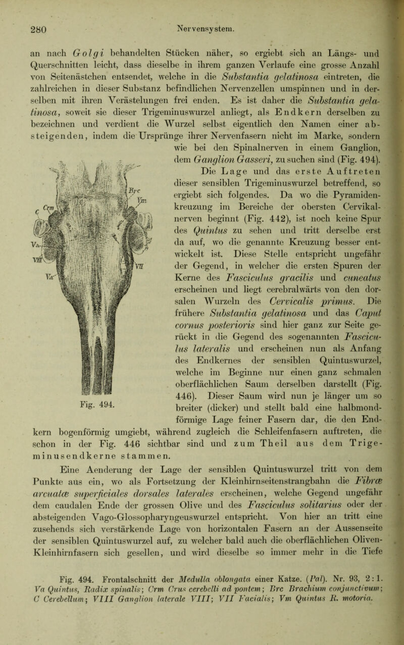 an nach Golgi behandelten Stücken näher, so ergiebt sich an Längs- und Querschnitten leicht, dass dieselbe in ihrem ganzen Verlaufe eine grosse Anzahl von Seitenästchen entsendet, welche in die Substantia gelatinosa eintreten, die zahlreichen in dieser Substanz befindlichen Nervenzellen umspinnen und in der- selben mit ihren Verästelungen frei enden. Es ist daher die Substantia gela- tinosa, soweit sie dieser Trigeminus Wurzel anliegt, als Endkern derselben zu bezeichnen und verdient die Wurzel selbst eigentlich den Namen einer ab- steigenden, indem die Ursprünge ihrer Nervenfasern nicht im Marke, sondern wie bei den Spinalnerven in einem Ganglion, dem Ganglion Gasseri, zu suchen sind (Fig. 494). Die Lage und das erste Auftreten dieser sensiblen Trigeminuswurzel betreffend, so ergiebt sich folgendes. Da wo die Pyramiden- kreuzung im Bereiche der obersten Cervikal- nerven beginnt (Fig. 442), ist noch keine Spur des Quintus zu sehen und tritt derselbe erst da auf, wo die genannte Kreuzung besser ent- wickelt ist. Diese Stelle entspricht ungefähr der Gegend, in welcher die ersten Spuren der Kerne des Fasciculus gracilis und cuneatus erscheinen und liegt cerebralwärts von den dor- salen Wurzeln des Cervicalis primus. Die frühere Substantia gelatinosa und das Caput cornus posterioris sind hier ganz zur Seite ge- rückt in die Gegend des sogenannten Fascicu- lus lateralis und erscheinen nun als Anfang des Endkernes der sensiblen Quintus Wurzel, welche im Beginne nur einen ganz schmalen oberflächlichen Saum derselben darstellt (Fig. 446). Dieser Saum wird nun je länger um so breiter (dicker) und stellt bald eine halbmond- förmige Lage feiner Fasern dar, die den End- kern bogenförmig umgiebt, während zugleich die Schleifenfasern auftreten, die schon in der Fig. 446 sichtbar sind und zum Theil aus dem Trige- minusend kerne stammen. Eine Aenderung der Lage der sensiblen Quintuswurzel tritt von dem Punkte aus ein, wo als Fortsetzung der Kleinhirnseitenstrangbahn die Fibrcß arcuatce superficiales dorsales laterales erscheinen, welche Gegend ungefähr dem caudalen Ende der grossen Olive und des Fasciculus solitarius oder der absteigenden Vago-Glossopharyngeuswurzel entspricht. Von hier an tritt eine zusehends sich verstärkende Lage von horizontalen Fasern an der Aussenseite der sensiblen Quintuswurzel auf, zu welcher bald auch die oberflächlichen Oliven- Kleinhirnfasern sich gesellen, und wird dieselbe so immer mehr in die Tiefe Fig. 494. Frontalschnitt der Medulla oblongata einer Katze. (Pal). Nr. 93, 2:1. Va Quintus, Radix spinalis; Crm Grus cerebelli ad pontem; Brc Brachium conjunctivum; C Cerebellum; VIII Ganglion laterale VIII; VII Facialis; Vm Quintus R. motoria.