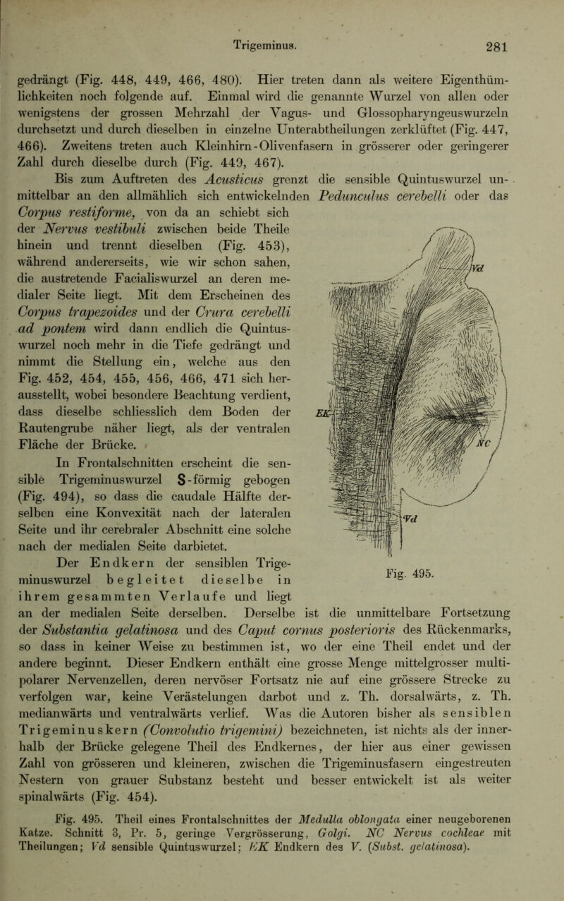 gedrängt (Fig. 448, 449, 466, 480). Hier treten dann als weitere Eigentüm- lichkeiten noch folgende auf. Einmal wird die genannte Wurzel von allen oder wenigstens der grossen Mehrzahl der Vagus- und Glossophar}uigeuswurzeln durchsetzt und durch dieselben in einzelne Unterabtheilungen zerklüftet (Fig. 447, 466). Zweitens treten auch Kleinhirn-Olivenfasern in grösserer oder geringerer Zahl durch dieselbe durch (Fig. 449, 467). Bis zum Auftreten des Acusticus grenzt die sensible Quintuswurzel un- mittelbar an den allmählich sich entwickelnden Pedunculus cerebelli oder das Corpus restiforme, von da an schiebt sich der Nervus vestibuli zwischen beide Theile hinein und trennt dieselben (Fig. 453), während andererseits, wie wir schon sahen, die austretende Facialiswurzel an deren me- dialer Seite liegt. Mit dem Erscheinen des Corpus trapezoides und der Crura cerebelli ad pontem wird dann endlich die Quintus- wurzel noch mehr in die Tiefe gedrängt und nimmt die Stellung ein, welche aus den Fig. 452, 454, 455, 456, 466, 471 sich her- ausstellt, wobei besondere Beachtung verdient, dass dieselbe schliesslich dem Boden der Rautengrube näher liegt, als der ventralen Fläche der Brücke. In Frontalschnitten erscheint die sen- sible Trigeminus wurzel S-förmig gebogen (Fig. 494), so dass die caudale Hälfte der- selben eine Konvexität nach der lateralen Seite und ihr cerebraler Abschnitt eine solche nach der medialen Seite darbietet. Der Endkern der sensiblen Trige- minuswurzel begleitet dieselbe in ihrem gesammten Verlaufe und liegt an der medialen Seite derselben. Derselbe ist die unmittelbare Fortsetzung der Substantia gelatinosa und des Caput cornus posterioris des Rückenmarks, so dass in keiner Weise zu bestimmen ist, wo der eine Theil endet und der andere beginnt. Dieser Endkern enthält eine grosse Menge mittelgrosser multi- polarer Nervenzellen, deren nervöser Fortsatz nie auf eine grössere Strecke zu verfolgen war, keine Verästelungen darbot und z. Th. dorsalwärts, z. Th. medianwärts und ventral wärts verlief. Was die Autoren bisher als sensiblen Trigeminuskern (Convolutio trigemini) bezeichneten, ist nichts als der inner- halb der Brücke gelegene Theil des Endkernes, der hier aus einer gewissen Zahl von grösseren und kleineren, zwischen die Trigeminusfasern eingestreuten Nestern von grauer Substanz besteht und besser entwickelt ist als weiter spinal wärts (Fig. 454). Fig. 495. Theil eines Frontalschnittes der Medulla oblong ata einer neugeborenen Katze. Schnitt 3, Pr. 5, geringe Vergrösserung, Golgi. NC Nervus cochleae mit Theilungen; Vd sensible Quintuswurzel; KK Endkern des V. (Subst. gelatinosa).