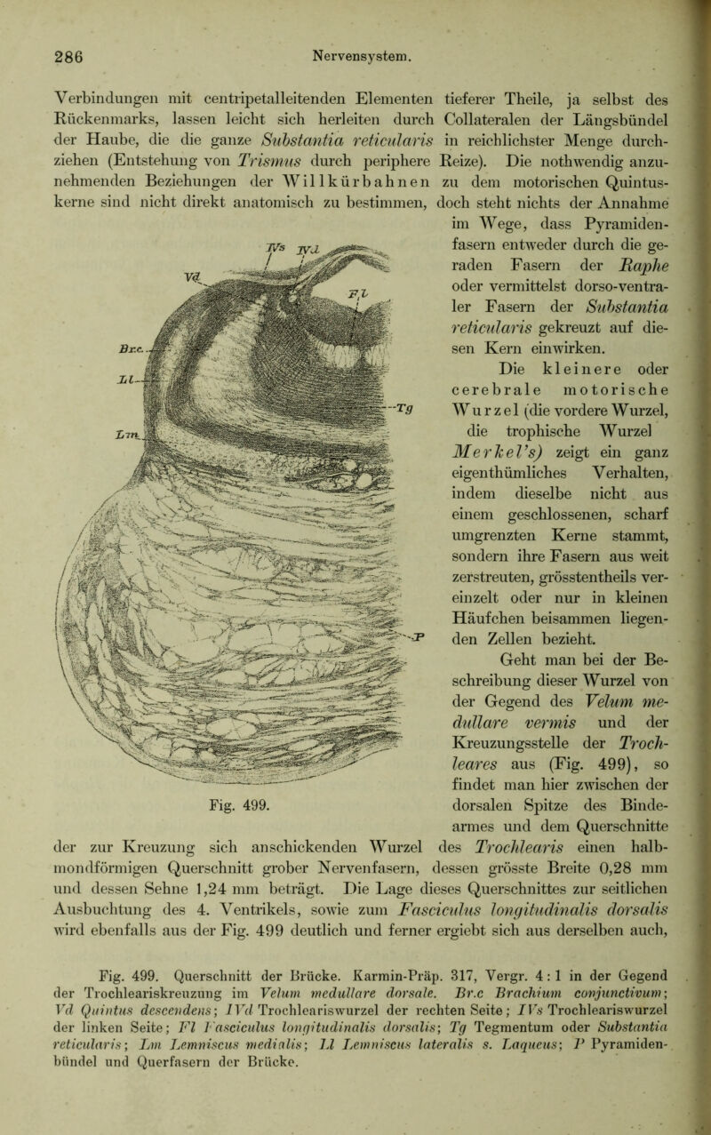 Verbindungen mit centripetalleitenden Elementen tieferer Theile, ja selbst des Rückenmarks, lassen leicht sich herleiten durch Collateralen der Längsbündel der Haube, die die ganze Substantia reticularis in reichlichster Menge durch- ziehen (Entstehung von Trismus durch periphere Reize). Die nothwendig anzu- nehmenden Beziehungen der Willkürbahnen zu dem motorischen Quintus- kerne sind nicht direkt anatomisch zu bestimmen, doch steht nichts der Annahme im Wege, dass Pyramiden- fasern entweder durch die ge- raden Fasern der Haphe oder vermittelst dorso-ventra- ler Fasern der Substantia reticularis gekreuzt auf die- sen Kern einwirken. Die kleinere oder cerebrale motorische Wurzel (die vordere Wurzel, die trophische Wurzel MerheVs) zeigt ein ganz eigenthümliches Verhalten, indem dieselbe nicht aus einem geschlossenen, scharf umgrenzten Kerne stammt, sondern ihre Fasern aus weit zerstreuten, grösstentheils ver- einzelt oder nur in kleinen Häufchen beisammen liegen- den Zellen bezieht. Geht man bei der Be- schreibung dieser Wurzel von der Gegend des Velum me- dulläre vermis und der Kreuzungsstelle der Troch- leares aus (Fig. 499), so findet man hier zwischen der Fig. 499. dorsalen Spitze des Binde- armes und dem Querschnitte der zur Kreuzung sich an schickenden Wurzel des Trochlearis einen halb- mondförmigen Querschnitt grober Nervenfasern, dessen grösste Breite 0,28 mm und dessen Sehne 1,24 mm beträgt. Die Lage dieses Querschnittes zur seitlichen Ausbuchtung des 4. Ventrikels, sowie zum Fasdculus longitudinalis dorsalis wird ebenfalls aus der Fig. 499 deutlich und ferner ergiebt sich aus derselben auch, Fig. 499. Querschnitt der Brücke. Karmin-Präp. 317, Vergr. 4: 1 in der Gegend der Trochleariskreuzung im Velum medulläre dorsale. Br.c Brachium conjunctivum; Vd Quintus descendens; IVd Trochleariswurzel der rechten Seite; IVs Trochleariswurzel der linken Seite; Fl Fasdculus longitudinalis dorsalis; Tg Tegmentum oder Substantia reticularis; Lm Lemniscus niedinlis; LI Lemniscus lateralis s. Laqueus; V Pyramiden- bündel und Querfasern der Brücke.