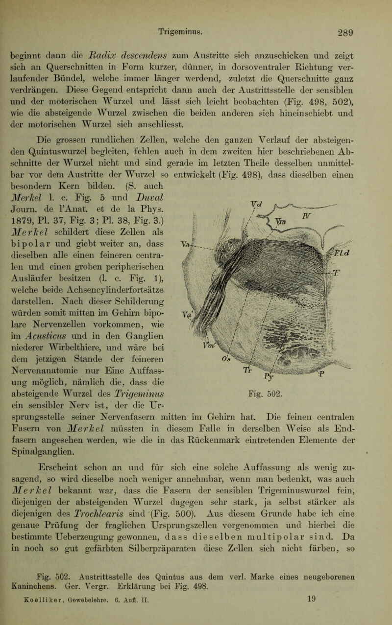 beginnt dann die Radix descendens zum Austritte sich anzuschicken und zeigt sich an Querschnitten in Form kurzer, dünner, in dorso ventraler Richtung ver- laufender Bündel, welche immer länger werdend, zuletzt die Querschnitte ganz verdrängen. Diese Gegend entspricht dann auch der Austrittsstelle der sensiblen und der motorischen Wurzel und lässt sich leicht beobachten (Fig. 498, 502), wie die absteigende Wurzel zwischen die beiden anderen sich hineinschiebt und der motorischen Wurzel sich anschliesst. Die grossen rundlichen Zellen, welche den ganzen Verlauf der absteigen- den Quintuswurzel begleiten, fehlen auch in dem zweiten hier beschriebenen Ab- schnitte der Wurzel nicht und sind gerade im letzten Theile desselben unmittel- bar vor dem Austritte der Wurzel so entwickelt (Fig. 498), dass dieselben einen besondern Kern bilden. (S. auch MerJcel k c. Fig. 5 und JDuval Journ. de l’Anat. et de la Phys. 1879, PI. 37, Fig. 3; Pl. 38, Fig. 3.) Merkel schildert diese Zellen als bipolar und giebt weiter an, dass dieselben alle einen feineren centra- len und einen groben peripherischen Ausläufer besitzen (1. c. Fig. 1), welche beide Achsencylinderfortsätze darstellen. Nach dieser Schilderung würden somit mitten im Gehirn bipo- lare Nervenzellen Vorkommen, wie im Acusticus und in den Ganglien niederer Wirbelthiere, und wäre bei dem jetzigen Stande der feineren Nervenanatomie nur Eine Auffass- ung möglich, nämlich die, dass die absteigende Wurzel des Trigeminus ein sensibler Nerv ist, der die Ur- sprungsstelle seiner Nervenfasern mitten im Gehirn hat. Die feinen centralen Fasern von Merkel müssten in diesem Falle in derselben Weise als End- fasern angesehen werden, wie die in das Rückenmark eintretenden Elemente der Spinalganglien. Erscheint schon an und für sich eine solche Auffassung als wenig zu- sagend, so wird dieselbe noch weniger annehmbar, wenn man bedenkt, was auch Merkel bekannt war, dass die Fasern der sensiblen Trigeminuswurzel fein, diejenigen der absteigenden Wurzel dagegen sehr stark, ja selbst stärker als diejenigen des Trochlearis sind (Fig. 500). Aus diesem Grunde habe ich eine genaue Prüfung der fraglichen Ursprungszellen vorgenommen und hierbei die bestimmte Ueberzeugung gewonnen, dass dieselben multipolar sind. Da in noch so gut gefärbten Silberpräparaten diese Zellen sich nicht färben, so Fig. 502. Austrittsstelle des Quintus aus dem verl. Marke eines neugeborenen Kaninchens. Ger. Yergr. Erklärung bei Fig. 498. Fig. 502. Koelliker, Gewebelehre. 6. Aull. II. 19