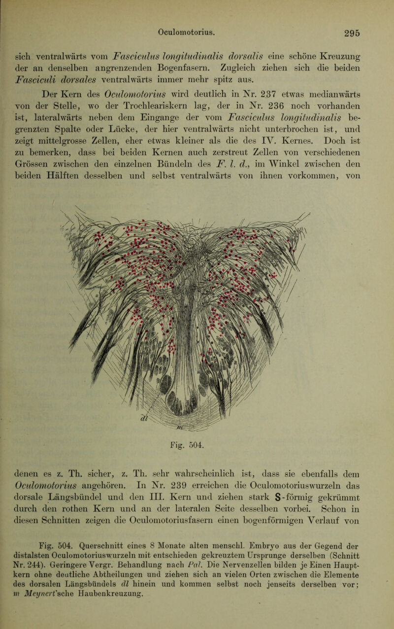 sich ventralwärts vom Fasciculus longitudinalis dorsalis eine schöne Kreuzung der an denselben angrenzenden Bogenfasern. Zugleich ziehen sich die beiden Fascicidi dorsales ventralwärts immer mehr spitz aus. Der Kern des Ocidomotorius wird deutlich in Nr. 237 etwas medianwärts von der Stelle, wo der Trochleariskern lag, der in Nr. 236 noch vorhanden ist, lateral wärts neben dem Eingänge der vom Fasciculus longitudinalis be- grenzten Spalte oder Lücke, der hier ventralwärts nicht unterbrochen ist, und zeigt mittelgrosse Zellen, eher etwas kleiner als die des IY. Kernes. Doch ist zu bemerken, dass bei beiden Kernen auch zerstreut Zellen von verschiedenen Grössen zwischen den einzelnen Bündeln des F. I. d., im Winkel zwischen den beiden Hälften desselben und selbst ventrahvärts von ihnen Vorkommen, von Fig. 504. denen es z. Th. sicher, z. Th. sehr wahrscheinlich ist, dass sie ebenfalls dem Oculomotorius angehören. In Nr. 239 erreichen die Oculomotorius wurzeln das dorsale Längsbündel und den III. Kern und ziehen stark S-förmig gekrümmt durch den rothen Kern und an der lateralen Seite desselben vorbei. Schon in diesen Schnitten zeigen die Oculomotoriusfasern einen bogenförmigen Verlauf von Fig. 504. Querschnitt eines 8 Monate alten menschl. Embryo aus der Gegend der distalsten Oculomotoriuswurzeln mit entschieden gekreuztem Ursprünge derselben (Schnitt Nr. 244). Geringere Vergr. Behandlung nach Pal. Die Nervenzellen bilden je Einen Haupt- kern ohne deutliche Abtheilungen und ziehen sich an vielen Orten zwischen die Elemente des dorsalen Längsbündels dl hinein und kommen selbst noch jenseits derselben vor; m Meynert'sehe Haubenkreuzung.