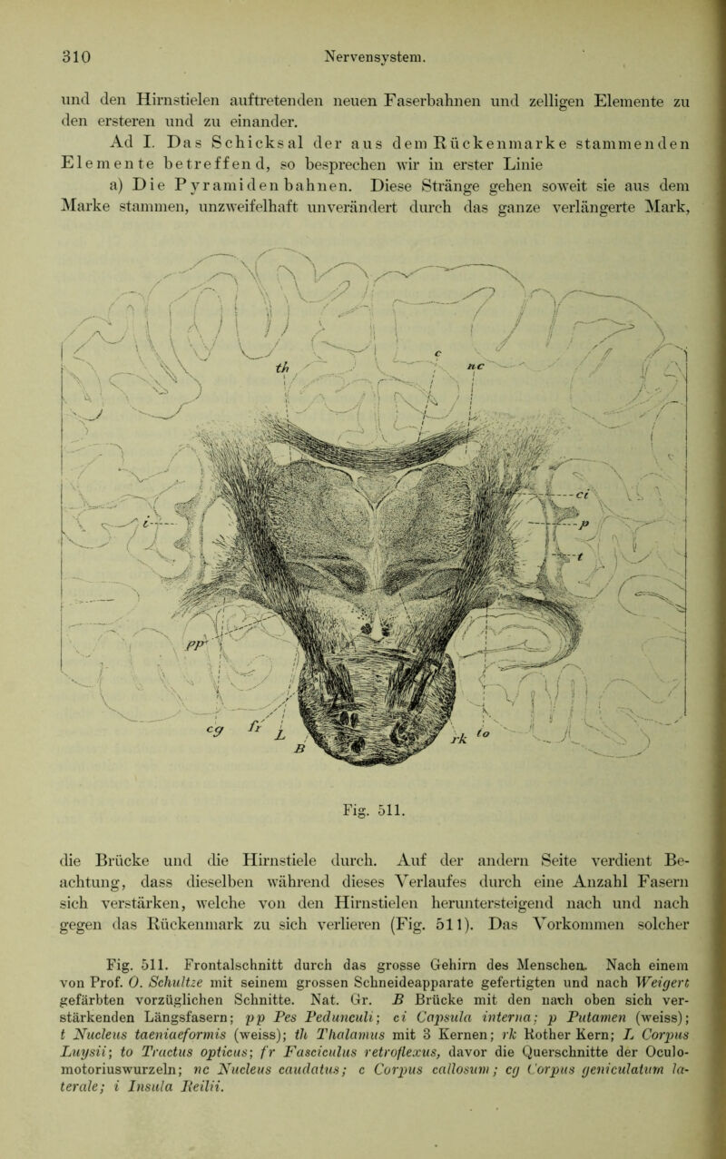 und den Hirnstielen auftretenden neuen Faserbahnen und zelligen Elemente zu © den ersteren und zu einander. Ad I. Das Schicksal der aus dem Rückenmarke stammenden Elemente betreffend, so besprechen wir in erster Linie a) Die Pyramidenbahnen. Diese Stränge gehen soweit sie aus dem Marke stammen, unzweifelhaft unverändert durch das ganze verlängerte Mark, Fig. 511. die Brücke und die Hirnstiele durch. Auf der andern Seite verdient Be- achtung, dass dieselben während dieses Verlaufes durch eine Anzahl Fasern sich verstärken, welche von den Hirnstielen heruntersteigend nach und nach gegen das Rückenmark zu sich verlieren (Fig. 511). Das Vorkommen solcher Fig. 511. Frontalschnitt durch das grosse Gehirn des Menschen.. Nach einem von Prof. 0. Schultze mit seinem grossen Schneideapparate gefertigten und nach Weigere gefärbten vorzüglichen Schnitte. Nat. Gr. B Brücke mit den nach oben sich ver- stärkenden Längsfasern; pp Pes Pedunculi; ci Capsula interna: p Putamen (weiss); t Nucleus taeniaeformis (weiss); th Thalamus mit 3 Kernen; rk Kother Kern; L Corpus Luysii; to Tractus opticus; fr Fasciculus retroflexus, davor die Querschnitte der Oculo- motoriuswurzeln; nc Nucleus caudatus; c Corpus callosum; cg Corpus genieülatim la- terale: i Insula Beilii.