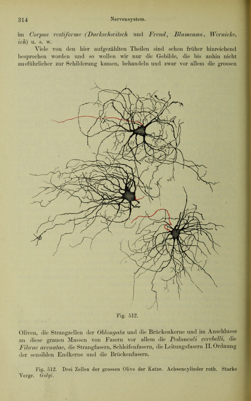 im Corpus restiforme (Darkschwitsch und Freud, JBlumenau, Wer nicke, ich) u. s. w. Viele von den hier aufgezählten Theilen sind schon früher hinreichend besprochen worden und so wollen wir nur die Gebilde, die bis anhin nicht ausführlicher zur Schilderung kamen, behandeln und zwar vor allem die grossen Oliven, die Strangzellen der Oblonyata und die Brückenkerne und im Anschlüsse an diese grauen Massen von Fasern vor allem die Peduncuh cerebelli, die Fibrae arcuatae, die Strangfasern, Schleifenfasern, die Leitungsfasern II. Ordnung der sensiblen Endkerne und die Brückenfasern. Fig. 512. Drei Zellen der grossen Olive der Katze. Achsencylinder roth. Starke Yergr. Golgi.