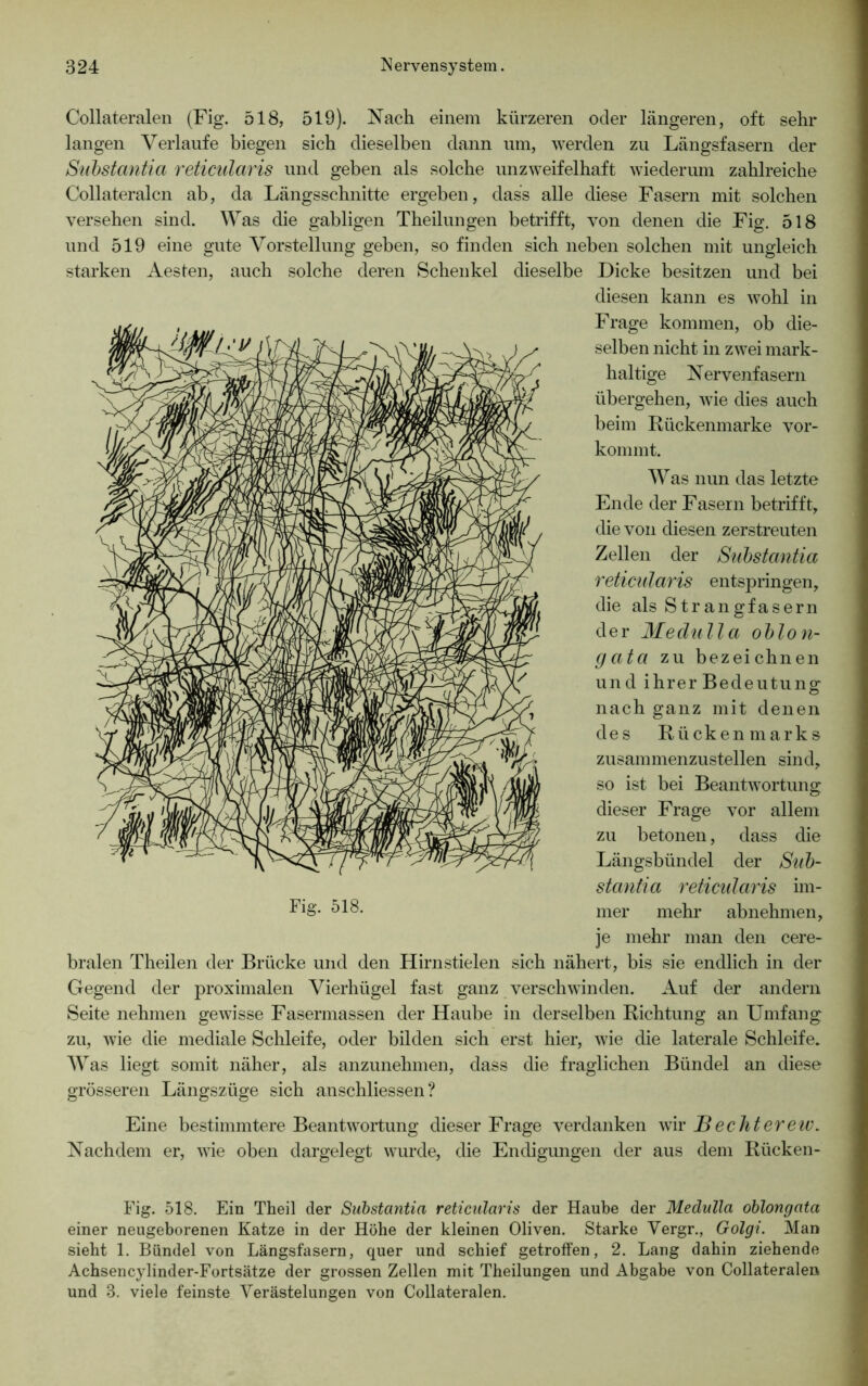 Collateralen (Fig. 518, 519). Nach einem kürzeren oder längeren, oft sehr langen Verlaufe biegen sich dieselben dann um, werden zu Längsfasern der Substantia reticularis und geben als solche unzweifelhaft wiederum zahlreiche Collateralen ab, da Längsschnitte ergeben, dass alle diese Fasern mit solchen versehen sind. Was die gabligen Theilungen betrifft, von denen die Fig. 518 und 519 eine gute Vorstellung geben, so finden sich neben solchen mit ungleich starken Aesten, auch solche deren Schenkel dieselbe Dicke besitzen und bei diesen kann es wohl in Frage kommen, ob die- selben nicht in zwei mark- haltige Nervenfasern übergehen, wie dies auch beim Rückenmarke vor- kommt. Was nun das letzte Ende der Fasern betrifft, die von diesen zerstreuten Zellen der Substantia reticularis entspringen, die als Strangfasern der Medulla oblon- gata zu bezeichnen und ihrer Bedeutung* nach ganz mit denen des Rückenmarks zusammenzustellen sind, so ist bei Beantwortung dieser Frage vor allem zu betonen, dass die Längsbündel der Sub- stantia reticularis im- Fig. 518. mer mehr abnehmen, je mehr man den cere- bralen Theilen der Brücke und den Hirnstielen sich nähert, bis sie endlich in der Gegend der proximalen Vierhügel fast ganz verschwinden. Auf der andern Seite nehmen gewisse Fasermassen der Haube in derselben Richtung an Umfang zu, wie die mediale Schleife, oder bilden sich erst hier, wie die laterale Schleife. Was liegt somit näher, als anzunehmen, dass die fraglichen Bündel an diese grösseren Längszüge sich anschliessen ? Eine bestimmtere Beantwortung dieser Frage verdanken wir Bechterew* Nachdem er, wie oben dargelegt wurde, die Endigungen der aus dem Riicken- Fig. 518. Ein Theil der Substantia reticularis der Haube der Medulla oblongata einer neugeborenen Katze in der Höhe der kleinen Oliven. Starke Vergr., Golgi. Man sieht 1. Bündel von Längsfasern, quer und schief getroffen, 2. Lang dahin ziehende Achsencylinder-Fortsätze der grossen Zellen mit Theilungen und Abgabe von Collateralen und 3. viele feinste Verästelungen von Collateralen.