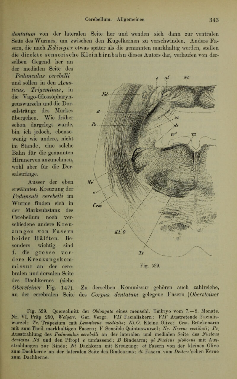 dentatum von der lateralen Seite her und wenden sich dann zur ventralen Seite des Wurmes, um zwischen den Kugelkernen zu verschwinden. Andere Fa- sern, die nach E ding er etwas später als die genannten markhaltig werden, stellen die direkte sensorische Kleinhirnbahn dieses Autors dar, verlaufen von der- selben Gegend her an der medialen Seite des Pedunculus cerebelli und sollen in den Acus- ticas, Trigeminus, in die Vago-Glossopharyn- geuswurzeln und die Dor- salstränge des Markes übergehen. Wie früher schon dargelegt wurde, bin ich jedoch, ebenso- wenig wie andere, nicht im Stande, eine solche Bahn für die genannten Hirnnerven anzunehmen, wohl aber für die Dor- salstränge. Ausser der eben erwähnten Kreuzung der Pedunculi cerebelli im Wurme finden sich in der Marksubstanz des Cerebellum noch ver- schiedene andere Kreu- zungen von Fasern beider Hälften. Be- sonders wichtig sind 1. die grosse vor- dere Kreuzungskom- missur an der cere- Fig. 529. bralen und dorsalen Seite des Dachkernes (siehe Obersteiner Fig. 147). Zu derselben Kommissur gehören auch zahlreiche, an der cerebralen Seite des Corpus dentatum gelegene Fasern (Obersteiner Fig. 529. Querschnitt der Oblongata eines menschl. F,mbryo vom 7.—8. Monate. Nr. VI, Präp 250, Weigert. Ger. Vergr. VII Facialiskern; VIT Austretende Facialis- wurzel; Tr. Trapezium mit Lemniscus medialis; Kl.O. Kleine Olive; Crm. Brückenarm mit zumTheil markhaltigen Fasern; V Sensible Quintuswurzel; Nu. Nervus vestibuli; Pc, Ausstrahlung des Pedunculus cerebelli an der lateralen und medialen Seite des Nuclexis dcntatus Nd und den Pfropf e umfassend; B Bindearm; gl Nucleus globosus mit Aus- strahlungen zur Rinde; Nt Dachkern mit Kreuzung; ot Fasern von der kleinen Olive zum Dachkerne an der lateralen Seite des Bindearms; dt Fasern vom DeüoVschen Kerne zum Dachkerne.