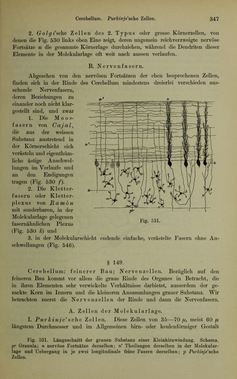 2. Golgi’sehe Zellen des 2. Typus oder grosse Körnerzellen, von denen die Fig. 530 links oben Eine zeigt, deren ungemein reichverzweigte nervöse Fortsätze n die gesammte Körnerlage durchziehen, während die Dendriten dieser Elemente in der Molekularlage oft weit nach aussen verlaufen. B. Nervenfasern. Abgesehen von den nervösen Fortsätzen der eben besprochenen Zellen, finden sich in der Rinde des Cerebellum mindestens dreierlei verschieden aus- sehende Nervenfasern, deren Beziehungen zu einander noch nicht klar- gestellt sind, und zwar 1. Die Moos- fasern von Cajal, die aus der weissen Substanz austretend in der Körnerschicht sich verästeln und eigenthüm- liche ästige Anschwel- lungen im Verlaufe und an den Endigungen tragen (Fig. 530 f). 2. Die Kletter- fasern oder Kletter- plexus von Pamön mit sonderbaren, in der Molekularlage gelegenen fasernähnlichen Plexus (Fig. 530 k) und 3. in der Molekularschicht endende einfache, verästelte Fasern ohne An- schwellungen (Fig. 546). § 149. Cerebellum; feinerer Bau; Nervenzellen. Bezüglich auf den feineren Bau kommt vor allem die graue Rinde des Organes in Betracht, die in ihren Elementen sehr verwickelte Verhältnisse darbietet, ausserdem der ge- zackte Kern im Innern und die kleineren Ansammlungen grauer Substanz. Wir betrachten zuerst die Nervenzellen der Rinde und dann die Nervenfasern. A. Zellen der Molekularlage. I. Purkinje’ sehe Zellen. Diese Zellen von 35—70 li, meist 60 (.i längstem Durchmesser und im Allgemeinen birn- oder keulenförmiger Gestalt Fig. 531. Längsschnitt der grauen Substanz einer Kleinhirnwindung. Schema. gr Granula; n nervöse Fortsätze derselben; n‘ Theilungen derselben in der Molekular- lage und Uebergang in je zwei longitudinale feine Fasern derselben; p Purkinje'sehe Zellen.