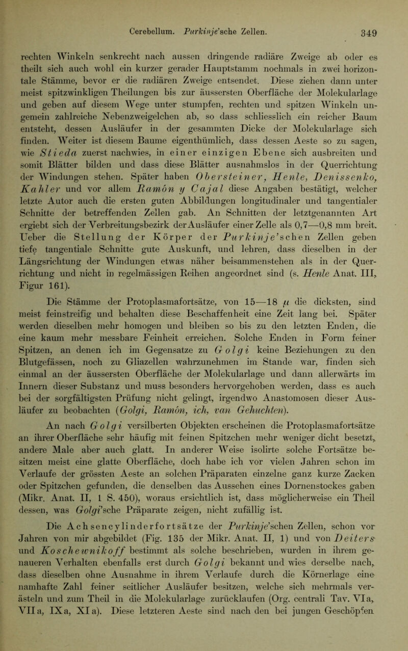 rechten Winkeln senkrecht nach aussen dringende radiäre Zweige ab oder es theilt sich auch wohl ein kurzer gerader Hauptstamm nochmals in zwei horizon- tale Stämme, bevor er die radiären Zweige entsendet. Diese ziehen dann unter meist spitzwinkligen Theilungen bis zur äussersten Oberfläche der Molekularlage und geben auf diesem Wege unter stumpfen, rechten und spitzen Winkeln un- gemein zahlreiche Nebenzweigelchen ab, so dass schliesslich ein reicher Baum entsteht, dessen Ausläufer in der gesammten Dicke der Molekularlage sich finden. Weiter ist diesem Baume eigenthümlich, dass dessen Aeste so zu sagen, wie Stieda zuerst nachwies, in einer einzigen Ebene sich ausbreiten und somit Blätter bilden und dass diese Blätter ausnahmslos in der Querrichtung der Windungen stehen. Später haben Obersteiner, Heute, Denissenhoy Kahler und vor allem JRamön y Cajal diese Angaben bestätigt, welcher letzte Autor auch die ersten guten Abbildungen longitudinaler und tangentialer Schnitte der betreffenden Zellen gab. An Schnitten der letztgenannten Art ergiebt sich der Verbreitungsbezirk der Ausläufer einer Zelle als 0,7—0,8 mm breit. Ueber die Stellung der Körper der Purhinj e’sehen Zellen geben tiefe tangentiale Schnitte gute Auskunft, und lehren, dass dieselben in der Längsrichtung der Windungen etwas näher beisammenstehen als in der Quer- richtung und nicht in regelmässigen Reihen angeordnet sind (s. Heule Anat. III, Figur 161). Die Stämme der Protoplasmafortsätze, von 15—18 g die dicksten, sind meist feinstreifig und behalten diese Beschaffenheit eine Zeit lang bei. Später werden dieselben mehr homogen und bleiben so bis zu den letzten Enden, die eine kaum mehr messbare Feinheit erreichen. Solche Enden in Form feiner Spitzen, an denen ich im Gegensätze zu G olgi keine Beziehungen zu den Blutgefässen, noch zu Gliazellen wahrzunehmen im Stande war, finden sich einmal an der äussersten Oberfläche der Molekularlage und dann allerwärts im Innern dieser Substanz und muss besonders hervorgehoben werden, dass es auch bei der sorgfältigsten Prüfung nicht gelingt, irgendwo Anastomosen dieser Aus- läufer zu beobachten (Golgi, Ham du, ich, vau Gebuchten). An nach Golgi versilberten Objekten erscheinen die Protoplasmafortsätze an ihrer Oberfläche sehr häufig mit feinen Spitzchen mehr weniger dicht besetzt, andere Male aber auch glatt. In anderer Weise isolirte solche Fortsätze be- sitzen meist eine glatte Oberfläche, doch habe ich vor vielen Jahren schon im Verlaufe der grössten Aeste an solchen Präparaten einzelne ganz kurze Zacken oder Spitzchen gefunden, die denselben das Aussehen eines Dornenstockes gaben (Mikr. Anat. II, 1 S. 450), woraus ersichtlich ist, dass möglicherweise ein Theil dessen, was Golgi’sehe Präparate zeigen, nicht zufällig ist. Die Achsencylinderfortsätze der Purlduje’sehen Zellen, schon vor Jahren von mir abgebildet (Fig. 135 der Mikr. Anat. II, 1) und von Deiters- und Koschewuihoff bestimmt als solche beschrieben, wurden in ihrem ge- naueren Verhalten ebenfalls erst durch Golgi bekannt und wies derselbe nach, dass dieselben ohne Ausnahme in ihrem Verlaufe durch die Körnerlage eine namhafte Zahl feiner seitlicher Ausläufer besitzen, welche sich mehrmals ver- ästeln und zum Theil in die Molekularlage zurücklaufen (Org. centrali Tav. Via, VII a, IX a, XI a). Diese letzteren Aeste sind nach den bei jungen Geschöpfen