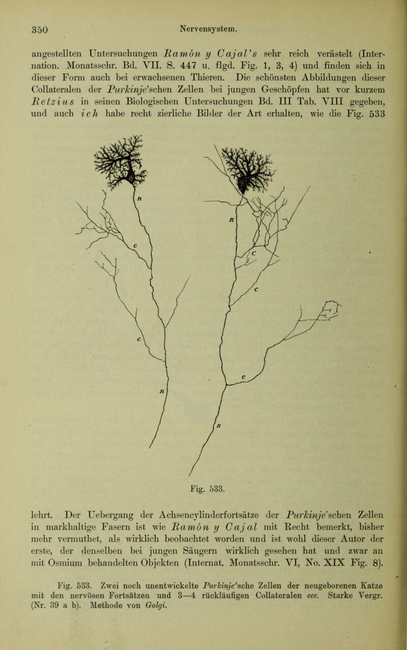 angestellten Untersuchungen Pamön y Cajal’s sehr reich verästelt (Inter- nation. Monatsschr. Bd. VII. S. 447 u. flgd. Fig. 1, 3, 4) und finden sich in dieser Form auch bei erwachsenen Thieren. Die schönsten Abbildungen dieser Collateralen der Purkinje’sehen Zellen bei jungen Geschöpfen hat vor kurzem Petz ins in seinen Biologischen Untersuchungen Bd. III Tab. VIII gegeben, und auch ich habe recht zierliche Bilder der Art erhalten, wie die Fig. 533 Fig. 538. lehrt. Der Uebergang der Achsencylinderfortsätze der Purkinje sehen Zellen in markhaltige Fasern ist wie Pamön y Gajal mit Recht bemerkt, bisher mehr vermuthet, als wirklich beobachtet worden und ist wohl dieser Autor der erste, der denselben bei jungen Säugern wirklich gesehen hat und zwar an mit Osmium behandelten Objekten (Internat. Monatsschr. VI, No. XIX Fig. 8). Fig. 583. Zwei noch unentwickelte Purkinje’sehe Zellen der neugeborenen Katze mit den nervösen Fortsätzen und 3—4 rückläufigen Collateralen ccc. Starke Yergr. (Nr. 39 a b). Methode von Golgi.