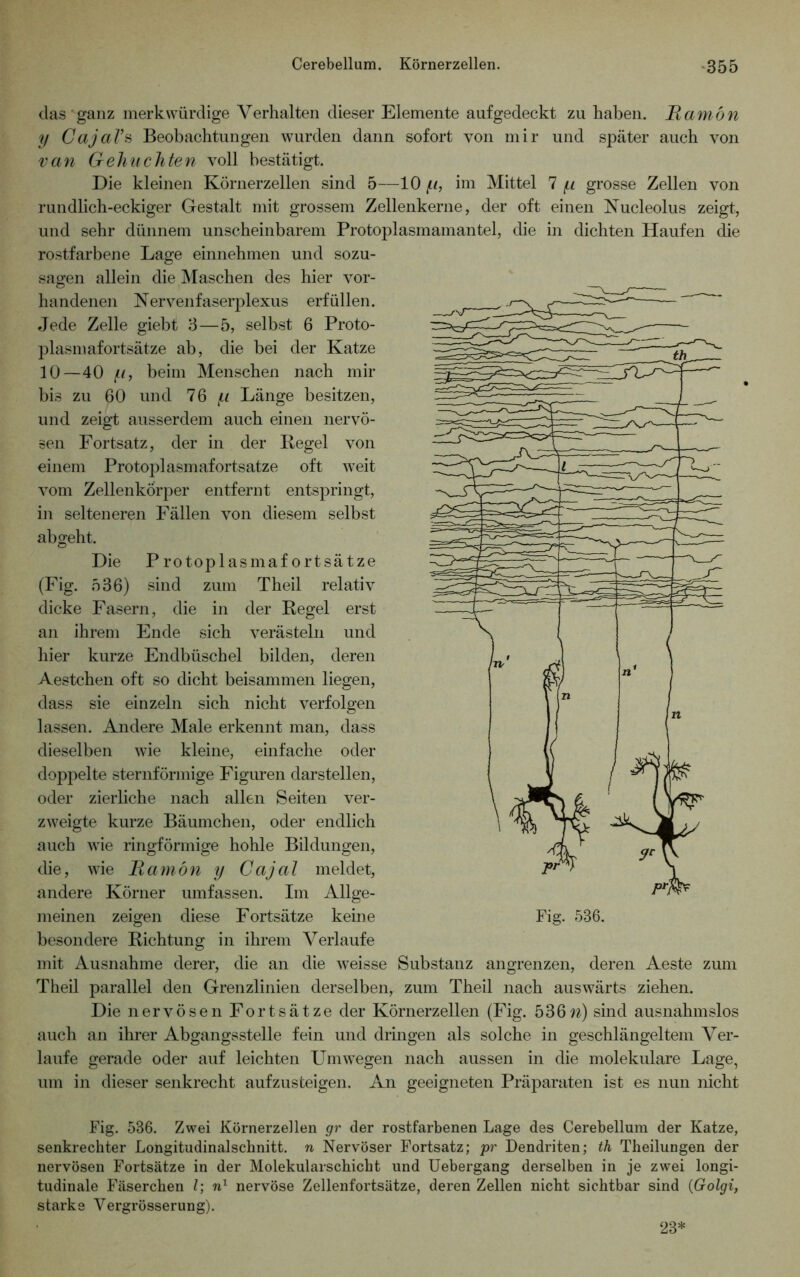 das ganz merkwürdige Verhalten dieser Elemente aufgedeckt zu haben. JRamön y Cajal’s Beobachtungen wurden dann sofort von mir und später auch von van Gehnchten voll bestätigt. Die kleinen Körnerzellen sind 5—10 y, im Mittel 7 y grosse Zellen von rundlich-eckiger Gestalt mit grossem Zellenkerne, der oft einen Nucleolus zeigt, und sehr dünnem unscheinbarem Protoplasmamantel, die in dichten Haufen die rostfarbene Lage einnehmen und sozu- sagen allein die Maschen des hier vor- handenen Nervenfaserplexus erfüllen. Jede Zelle giebt 3—5, selbst 6 Proto- plasmafortsätze ab, die bei der Katze 10—40 y, beim Menschen nach mir bis zu 60 und 76 y Länge besitzen, und zeigt ausserdem auch einen nervö- sen Fortsatz, der in der Regel von einem Protoplasmafortsatze oft weit vom Zellenkörper entfernt entspringt, in selteneren Fällen von diesem selbst abgeht. Die Protoplasmafortsätze (Fig. 536) sind zum Theil relativ dicke Fasern, die in der Regel erst an ihrem Ende sich verästeln und hier kurze Endbüschel bilden, deren Aestchen oft so dicht beisammen liegen, dass sie einzeln sich nicht verfolgen lassen. Andere Male erkennt man, dass dieselben wie kleine, einfache oder doppelte sternförmige Figuren darstellen, oder zierliche nach allen Seiten ver- zweigte kurze Bäumchen, oder endlich auch wie ringförmige hohle Bildungen, die, wie Uamön y Cajal meldet, andere Körner umfassen. Im Allge- meinen zeigen diese Fortsätze keine besondere Richtung in ihrem Verlaufe mit Ausnahme derer, die an die weisse Substanz angrenzen, deren Aeste zum Theil parallel den Grenzlinien derselben, zum Theil nach auswärts ziehen. Die nervösen Fortsätze der Körnerzellen (Fig. 536n) sind ausnahmslos auch an ihrer Abgangsstelle fein und dringen als solche in geschlängeltem Ver- laufe gerade oder auf leichten Umwegen nach aussen in die molekulare Lage, um in dieser senkrecht aufzusteigen. An geeigneten Präparaten ist es nun nicht Fig. 536. Zwei Körnerzellen gr der rostfarbenen Lage des Cerebellum der Katze, senkrechter Longitudinalschnitt, n Nervöser Fortsatz; pr Dendriten; th Theilungen der nervösen Fortsätze in der Molekularschicht und Uebergang derselben in je zwei longi- tudinale Fäserchen l; n1 nervöse Zellenfortsätze, deren Zellen nicht sichtbar sind (Golgi, starke Vergrösserung). 28*