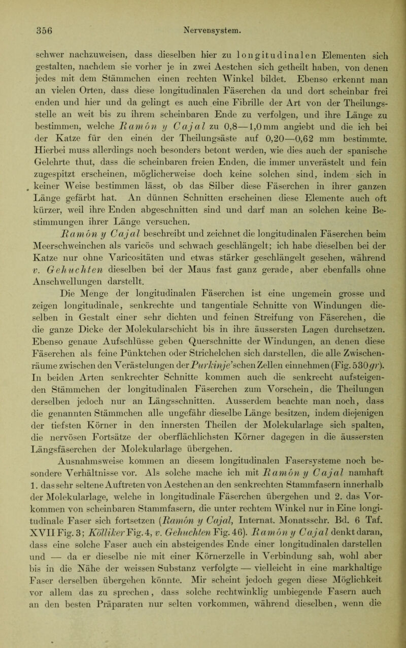 schwer nachzuweisen, dass dieselben hier zu longitudinalen Elementen sich gestalten, nachdem sie vorher je in zwei Aestchen sich getheilt haben, von denen jedes mit dem Stämmchen einen rechten Winkel bildet. Ebenso erkennt man an vielen Orten, dass diese longitudinalen Fäserchen da und dort scheinbar frei enden und hier und da gelingt es auch eine Fibrille der Art von der Theilungs- stelle an weit bis zu ihrem scheinbaren Ende zu verfolgen, und ihre Länge zu bestimmen, welche jRamön y Cajal zu 0,8—1,0mm angiebt und die ich bei der Katze für den einen der Theilungsäste auf 0,20—0,62 mm bestimmte. Hierbei muss allerdings noch besonders betont werden, wie dies auch der spanische Gelehrte thut, dass die scheinbaren freien Enden, die immer unverästelt und fein zugespitzt erscheinen, möglicherweise doch keine solchen sind, indem sich in . keiner Weise bestimmen lässt, ob das Silber diese Fäserchen in ihrer ganzen Länge gefärbt hat. An dünnen Schnitten erscheinen diese Elemente auch oft kürzer, weil ihre Enden abgeschnitten sind und darf man an solchen keine Be- stimmungen ihrer Länge versuchen. Ramön y Cajal beschreibt und zeichnet die longitudinalen Fäserchen beim Meerschweinchen als varicös und schwach geschlängelt; ich habe dieselben bei der Katze nur ohne Varicositäten und etwas stärker geschlängelt gesehen, während v. Gebuchten dieselben bei der Maus fast ganz gerade, aber ebenfalls ohne Anschwellungen darstellt. Die Menge der longitudinalen Fäserchen ist eine ungemein grosse und zeigen longitudinale, senkrechte und tangentiale Schnitte von Windungen die- selben in Gestalt einer sehr dichten und feinen Streifung von Fäserchen, die die ganze Dicke der Molekularschicht bis in ihre äussersten Lagen durchsetzen. Ebenso genaue Aufschlüsse geben Querschnitte der Windungen, an denen diese Fäserchen als feine Pünktchen oder Strichelchen sich darstellen, die alle Zwischen- räume zwischen den Verästelungen der Purkinje*sehen Zellen einnehmen (Fig. 530gr). In beiden Arten senkrechter Schnitte kommen auch die senkrecht auf steigen- den Stämmchen der longitudinalen Fäserchen zum Vorschein, die Theilungen derselben jedoch nur an Längsschnitten. Ausserdem beachte man noch, dass die genannten Stämmchen alle ungefähr dieselbe Länge besitzen, indem diejenigen der tiefsten Körner in den innersten Theilen der Molekularlage sich spalten, die nervösen Fortsätze der oberflächlichsten Körner dagegen in die äussersten Längsfäserchen der Molekularlage übergehen. Ausnahmsweise kommen an diesem longitudinalen Fasersysteme noch be- sondere Verhältnisse vor. Als solche mache ich mit Ramön y Cajal namhaft 1. das sehr seltene Auftreten von Aestchen an den senkrechten Stammfasern innerhalb der Molekularlage, welche in longitudinale Fäserchen übergehen und 2. das Vor- kommen von scheinbaren Stammfasern, die unter rechtem Winkel nur in Eine longi- tudinale Faser sich fortsetzen [Ramön y Cajal, Internat. Monatsschr. Bd. 6 Taf. XVII Fig. 3; Kölliker Fig.4, v. Gebuchten Fig. 46). Ramön y Cajal denkt daran, dass eine solche Faser auch ein absteigendes Ende einer longitudinalen darstellen und — da er dieselbe nie mit einer Körnerzelle in Verbindung sah, wohl aber bis in die Xähe der weissen Substanz verfolgte — vielleicht in eine markhaltige Faser derselben übergehen könnte. Mir scheint jedoch gegen diese Möglichkeit vor allem das zu sprechen, dass solche rechtwinklig umbiegende Fasern auch an den besten Präparaten nur selten Vorkommen, während dieselben, wenn die