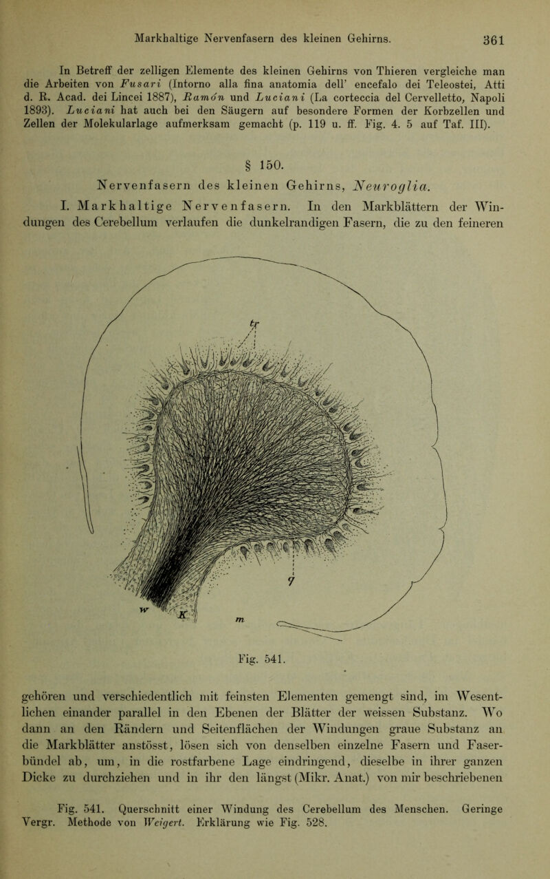 In Betreff der zelligen Elemente des kleinen Gehirns von Thieren vergleiche man die Arbeiten von Fusari (Intorno alla fina anatomia dell’ encefalo dei Teleostei, Atti d. R. Acad. dei Lincei 1887), Ramön und Luciani (La corteccia dei Cervelletto, Napoli 1893). Luciani hat auch bei den Säugern auf besondere Formen der Korbzellen und Zellen der Molekularlage aufmerksam gemacht (p. 119 u. ff. Fig. 4. 5 auf Taf. III). § 150. Nervenfasern des kleinen Gehirns, Neuroglia. I. Mark haltige Nervenfasern. In den Markblättern der Win- dungen des Cerebellum verlaufen die dunkelrandigen Fasern, die zu den feineren Fig. 541. gehören und verschiedentlich mit feinsten Elementen gemengt sind, im Wesent- lichen einander parallel in den Ebenen der Blätter der weissen Substanz. Wo dann an den Rändern und Seitenflächen der Windungen graue Substanz an die Markblätter anstösst, lösen sich von denselben einzelne Fasern und Faser- bündel ab, um, in die rostfarbene Lage eindringend, dieselbe in ihrer ganzen Dicke zu durchziehen und in ihr den längst (Mikr. Anat.) von mir beschriebenen Fig. 541. Querschnitt einer Windung des Cerebellum des Menschen. Geringe Yergr. Methode von Weigert. Erklärung wie Fig. 528.