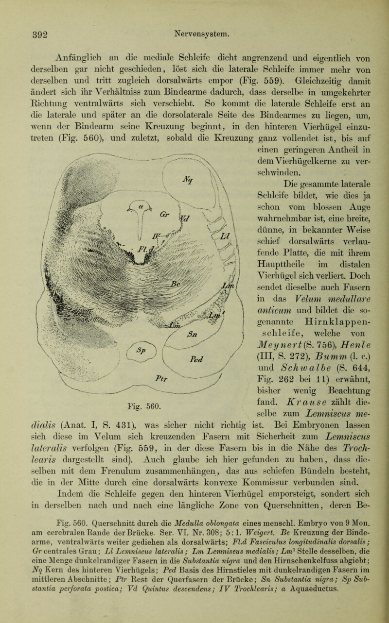 Anfänglich an die mediale Schleife dicht angrenzend und eigentlich von derselben gar nicht geschieden, löst sich die laterale Schleife immer mehr von derselben und tritt zugleich dorsalwärts empor (Fig. 559). Gleichzeitig damit ändert sich ihr Verhältniss zum Bindearme dadurch, dass derselbe in umgekehrter Richtung ventralwärts sich verschiebt. So kommt die laterale Schleife erst an die laterale und später an die dorsolaterale Seite des Bindearmes zu liegen, um, wenn der Bmdearm seine Kreuzung begiimt, in den hinteren Vierhügel einzu- treten (Fig. 560), und zuletzt, sobald die Kreuzung ganz vollendet ist, bis auf einen geringeren Antheil in dem Vierhügelkerne zu ver- schwinden. Die gesammte laterale Schleife bildet, wie dies ja schon vom blossen Auge walirnehmbar ist, eine breite, dünne, in bekannter Weise schief dorsalwärts verlau- fende Platte, die mit ihrem Haupttheile im distalen Vierhügel sich verliert. Doch sendet dieselbe auch Fasern in das Yelimi medulläre anticum und bildet die so- genannte Hirnklappen- schleife, welche von Meynertß. 756), Henle (III, S. 272), JBumm (1. c.) und SeilIV all)e (S. 644, Fig. 262 bei 11) erwähnt, bisher wenig Beachtung fand. Krause zählt die- selbe zum Lemniscus me- dialis (Anat. I, S. 431), was sicher nicht richtig ist. Bei Embryonen lassen sich diese im Velum sich kreuzenden Fasern mit Sicherheit zum Lemniscus lateralis verfolgen (Fig. 559, in der diese Fasern bis in die Nähe des Trocli- learis dargestellt sind). Auch glaube ich hier gefunden zu haben, dass die- selben mit dem Frenulum Zusammenhängen, das aus scliiefen Bündeln besteht, die in der Mitte durch eine dorsahvärts konvexe Kommissur verbunden sind. Indem die Schleife gegen den hinteren Vierhügel emporsteigt, sondert sich in derselben nach und nach eine längliche Zone von Querschnitten, deren Be- Fig. 560. Querschnitt durch die Medulla oblongata eines menschl. Embryo von 9 Mon. am cerebralen Rande der Brücke. Ser. VI. Nr. 308; 5:1. Weigert. Be Kreuzung der Binde- arme, ventralwärts weiter gediehen als dorsalwärts; Fl.d Fasciculus longitudinalis dorsalis; Gr centrales Grau; LI Lemniscus lateralis; Lm Lemniscus medialis; Lrn^ Stelle desselben, die eine Menge dunkelrandiger Fasern in die Substantia nigra und den Hirnschenkelfuss abgiebt; Nq Kern des hinteren Vierhügels; Ped Basis des Hirnstieles mit dunkelrandigen Fasern im mittleren Abschnitte; Ptr Rest der Querfasern der Brücke; Sn Substantia nigra; Sp Sub- stantia per/orata postica; Vd Quintus descendens; IV Troehlearis; a Aquaeductus. Fig. 560.